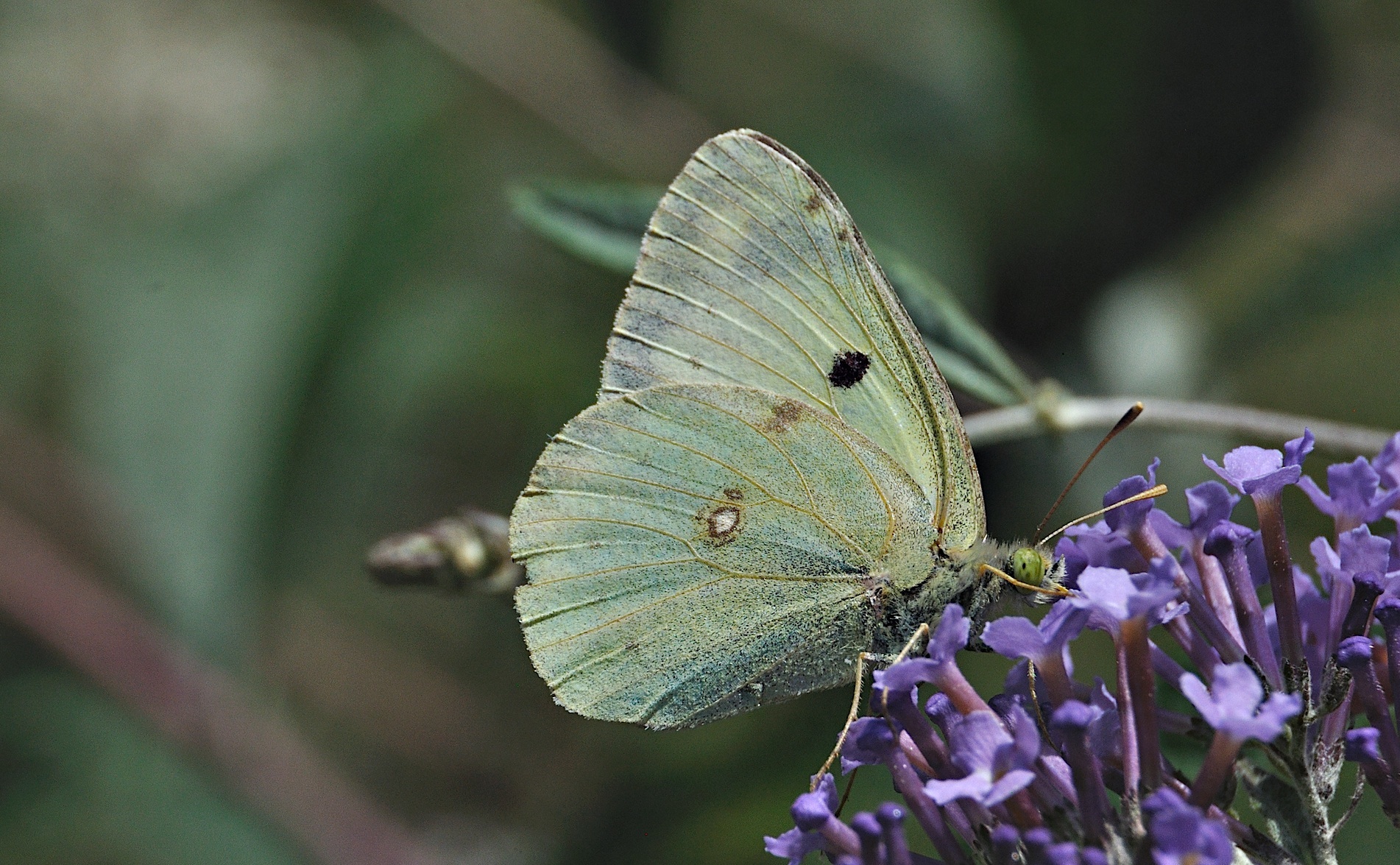 Foto A051357, © Adriaan van Os, Montferrer 29-07-2017, Hhe 800 m, ♀ Colias alfacariensis