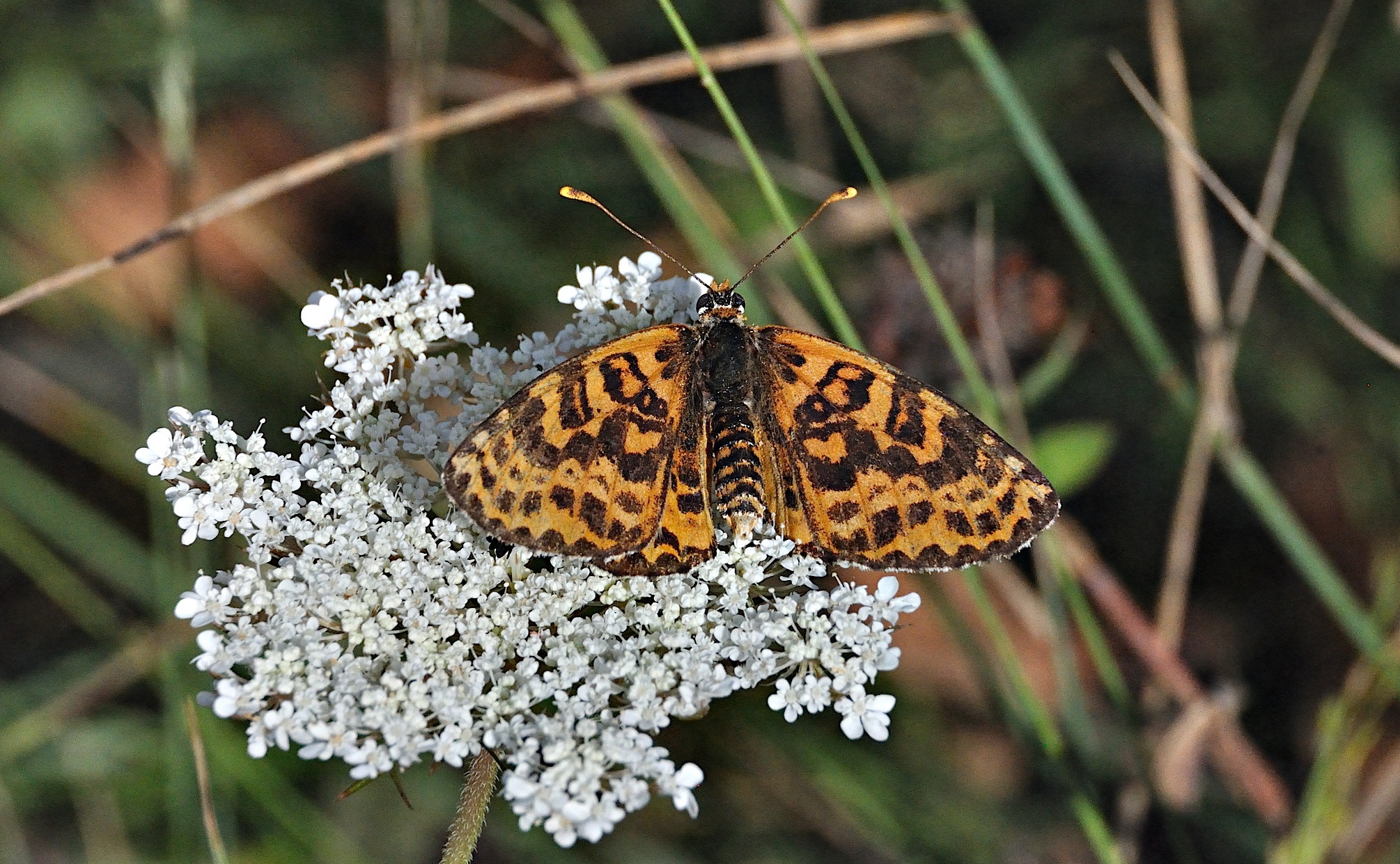 photo A051473, © Adriaan van Os, Montferrer 26-08-2017, altitude 800 m, ♀ Melitaea didyma