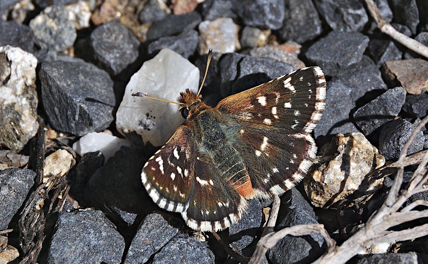 Foto A051618, © Adriaan van Os, Corsavy 02-09-2017, Hhe 1300 m, ♂ Spialia sertorius