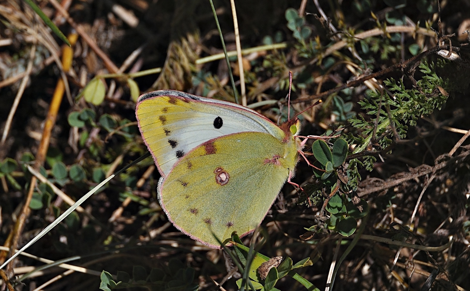 foto A051627, © Adriaan van Os, Corsavy 02-09-2017, hoogte 1300 m, ♀ Colias croceus helice