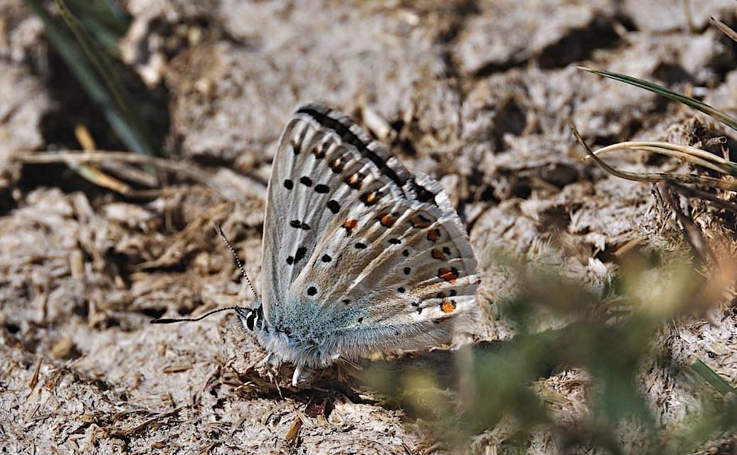 photo A051651, © Adriaan van Os, Corsavy 02-09-2017, altitude 1300 m, ♂ Polyommatus coridon ou Polyommatus coridon syngraha