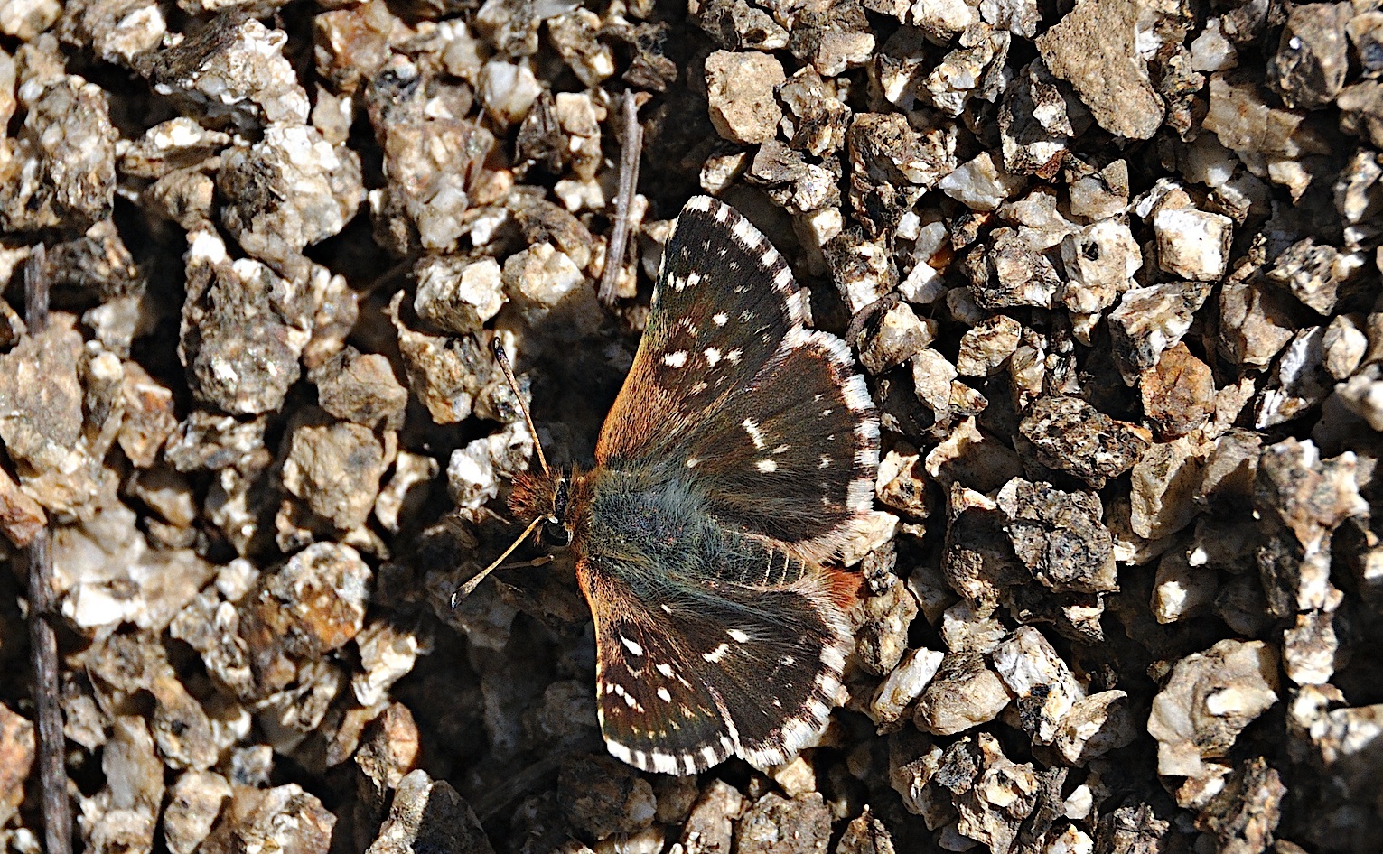 photo A051680, © Adriaan van Os, Corsavy 02-09-2017, altitude 1300 m, ♀ Spialia sertorius