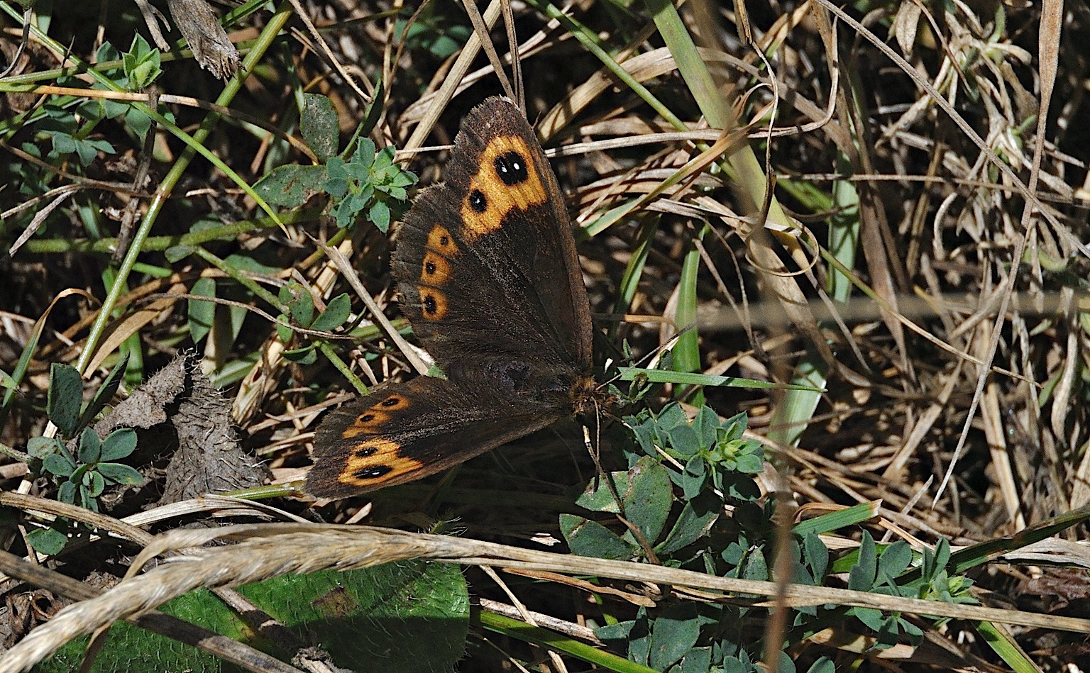 foto A051711, © Adriaan van Os, Corsavy 02-09-2017, altitud 1400 m, ♀ Erebia neoridas ?