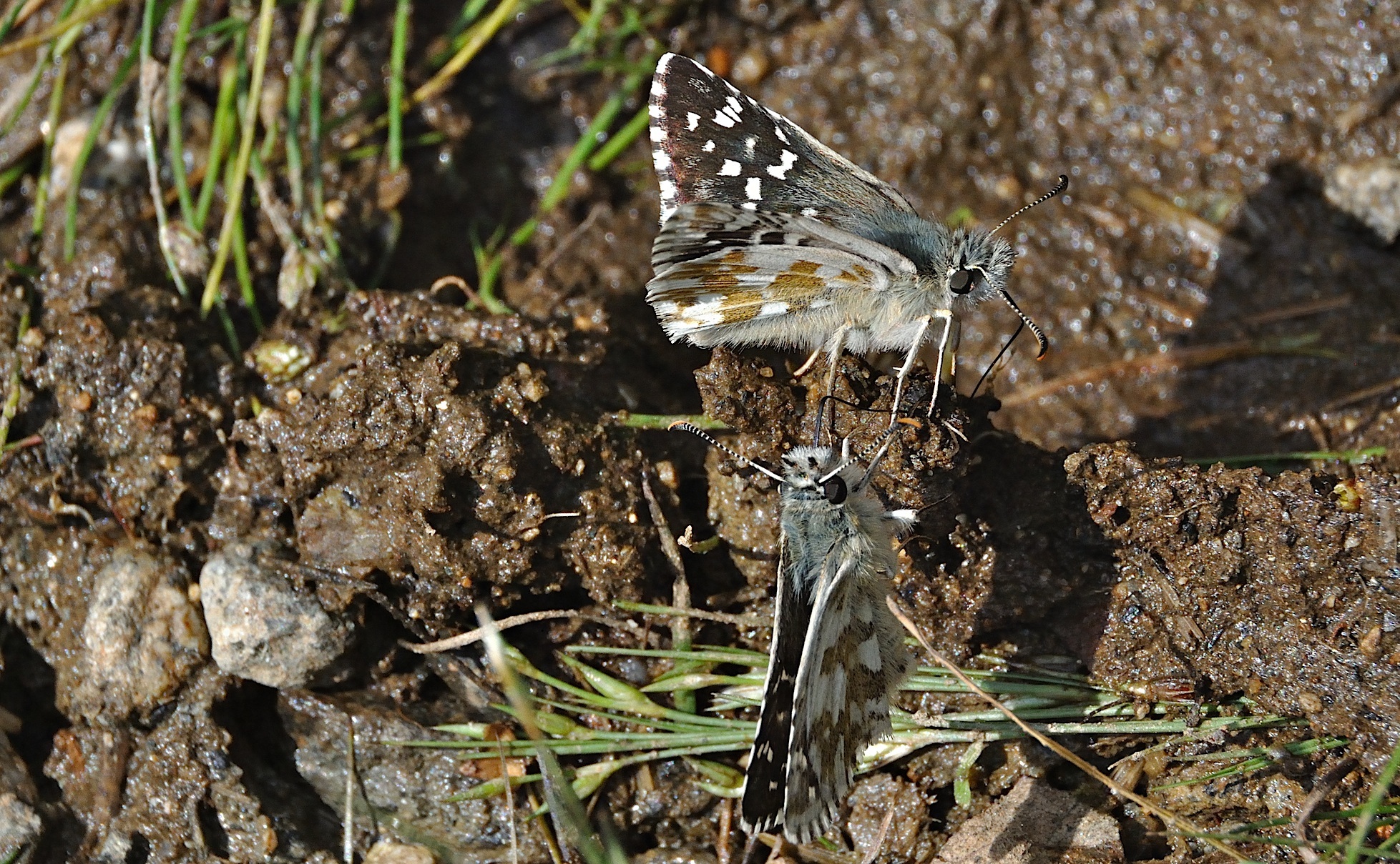 photo A051869, © Adriaan van Os, Corsavy 05-09-2017, altitudo 1400 m, Pyrgus armoricanus