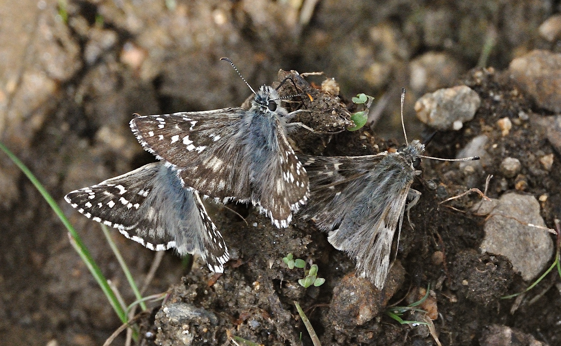 foto A051945, © Adriaan van Os, Corsavy 05-09-2017, altitud 1400 m, Carcharodus floccifera (a la derecha) con Pyrgus armoricanus (abajo a la izquierda) y Pyrgus alveus accretus (arriba a la izquierda)