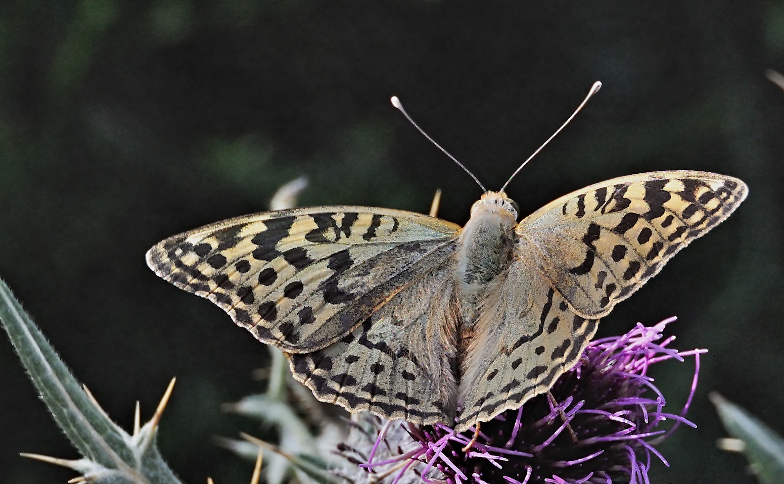 foto A051981, © Adriaan van Os, Corsavy 07-09-2017, hoogte 1400 m, ♀ Argynnis pandora