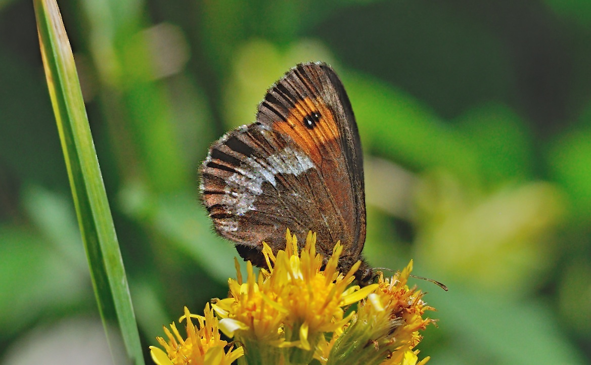 Foto A053362, © Adriaan van Os, Andermatt 26-08-2019, Hhe 1700 m, ♀ Erebia euryale