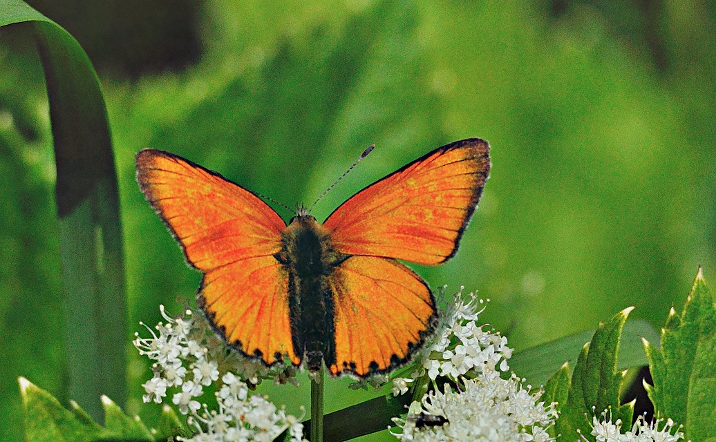 photo A053416, © Adriaan van Os, Andermatt 26-08-2019, altitude 1700 m, ♂ Lycaena virgaureae