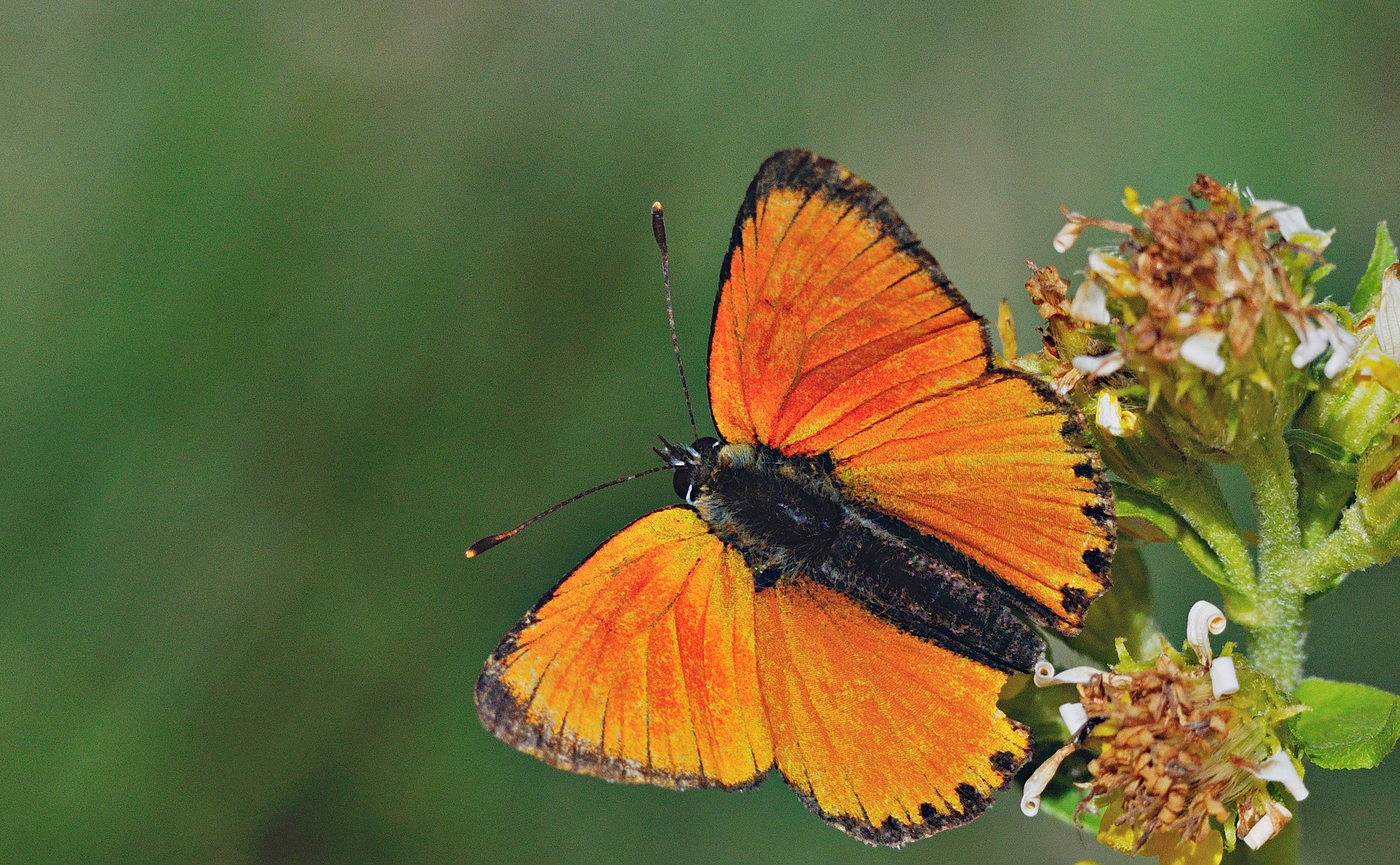 Foto A053464, © Adriaan van Os, Andermatt 26-08-2019, Hhe 1700 m, ♂ Lycaena virgaureae