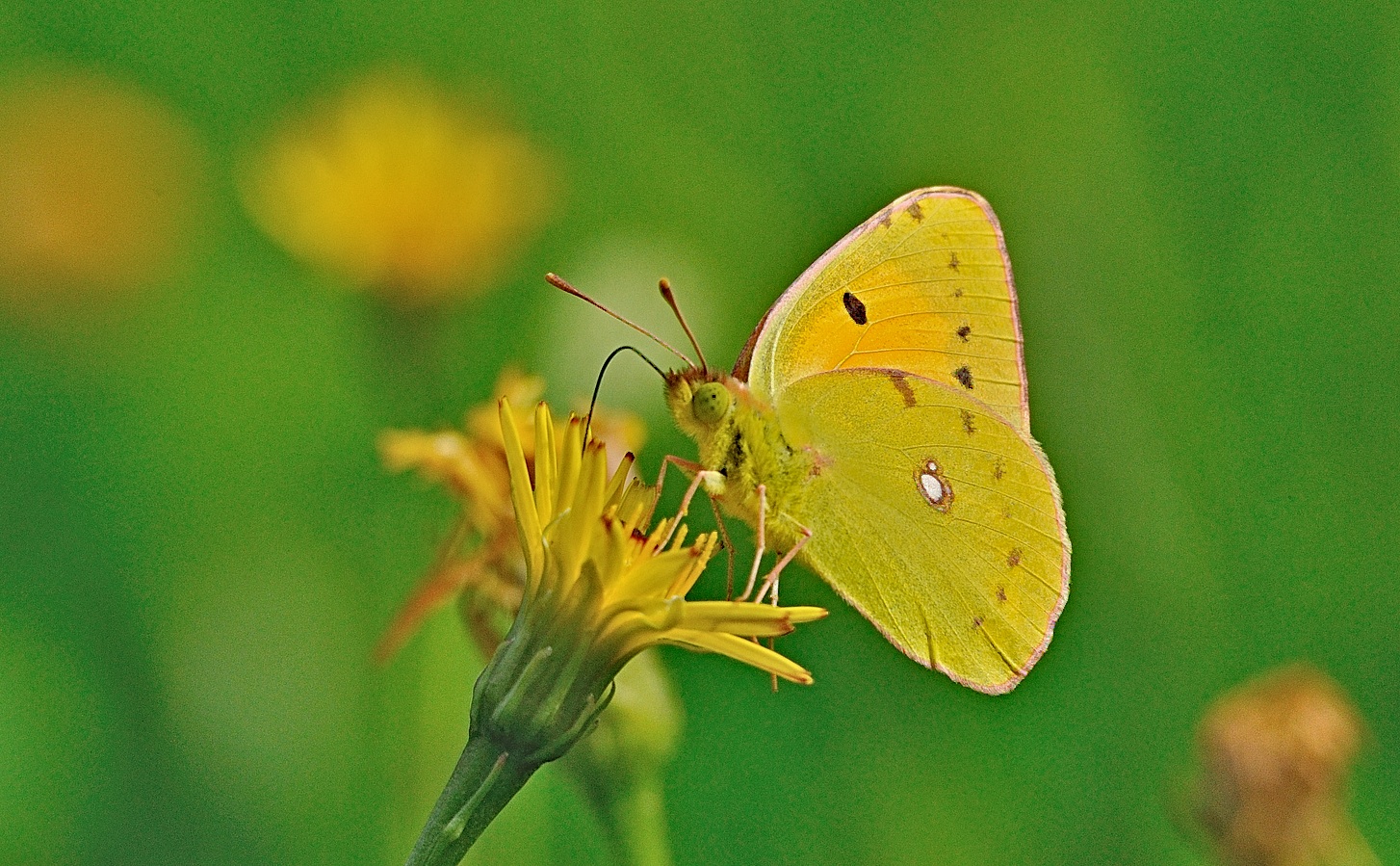 photo A053723, © Adriaan van Os, Lodano e.a. 29-08-2019, altitude 400 m, Colias croceus