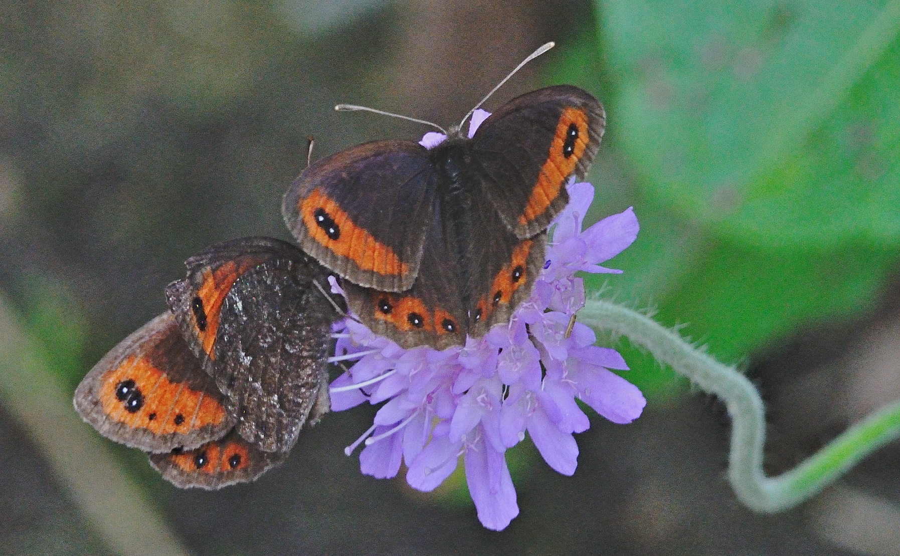 foto A054087, © Adriaan van Os, Lavizzara 29-08-2019, altitud 1500 m, Erebia montana