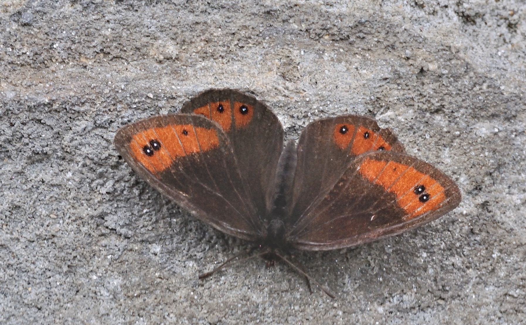 foto A054233, © Adriaan van Os, Lavizzara 29-08-2019, altitud 1500 m, ♀ Erebia montana