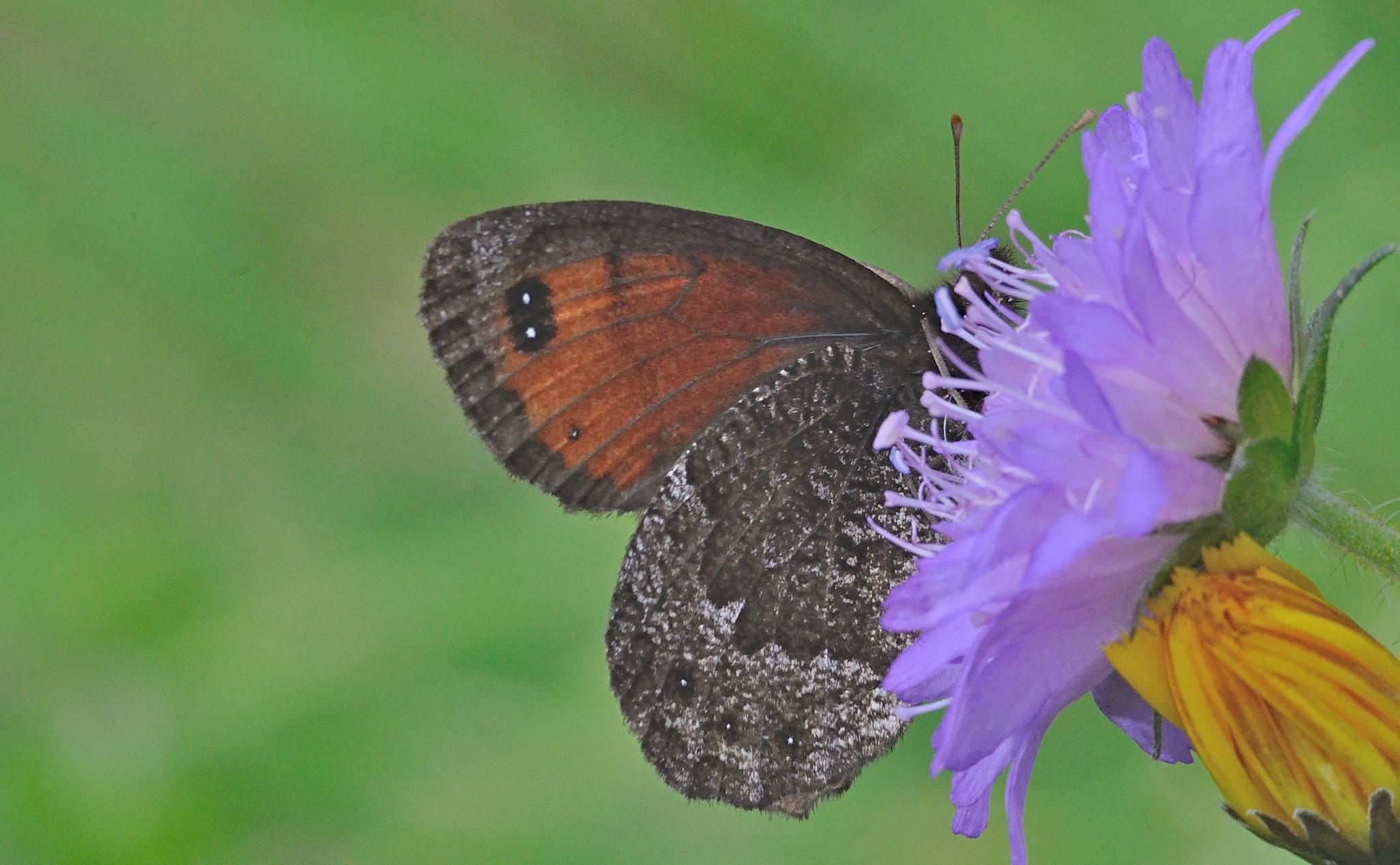 foto A054294, © Adriaan van Os, Lavizzara 29-08-2019, altitud 1500 m, Erebia montana