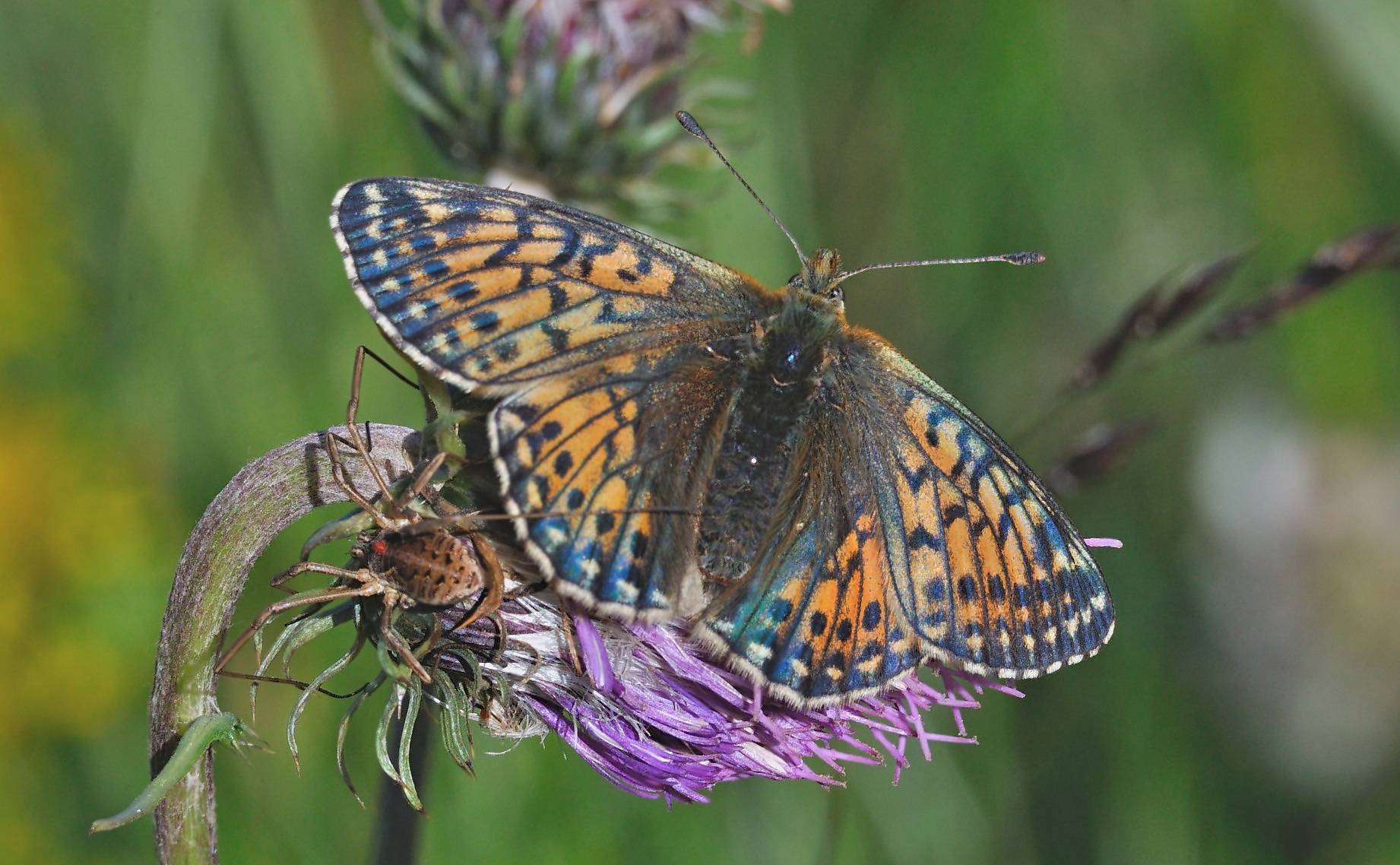 foto A054438, © Adriaan van Os, Lavizzara 29-08-2019, hoogte 2250 m, ♀ Boloria napaea