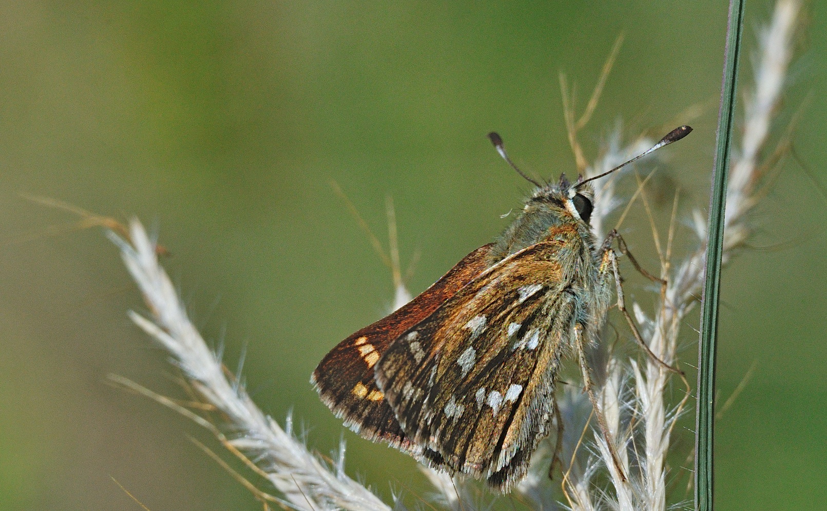 photo A054623, © Adriaan van Os, Montecrestese e.a. 30-08-2019, altitude 400 m, Hesperia comma