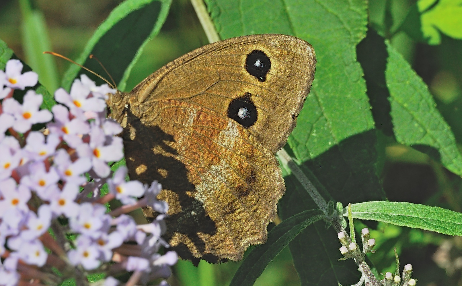 photo A054637, © Adriaan van Os, Montecrestese e.a. 30-08-2019, altitude 400 m, ♀ Minois dryas