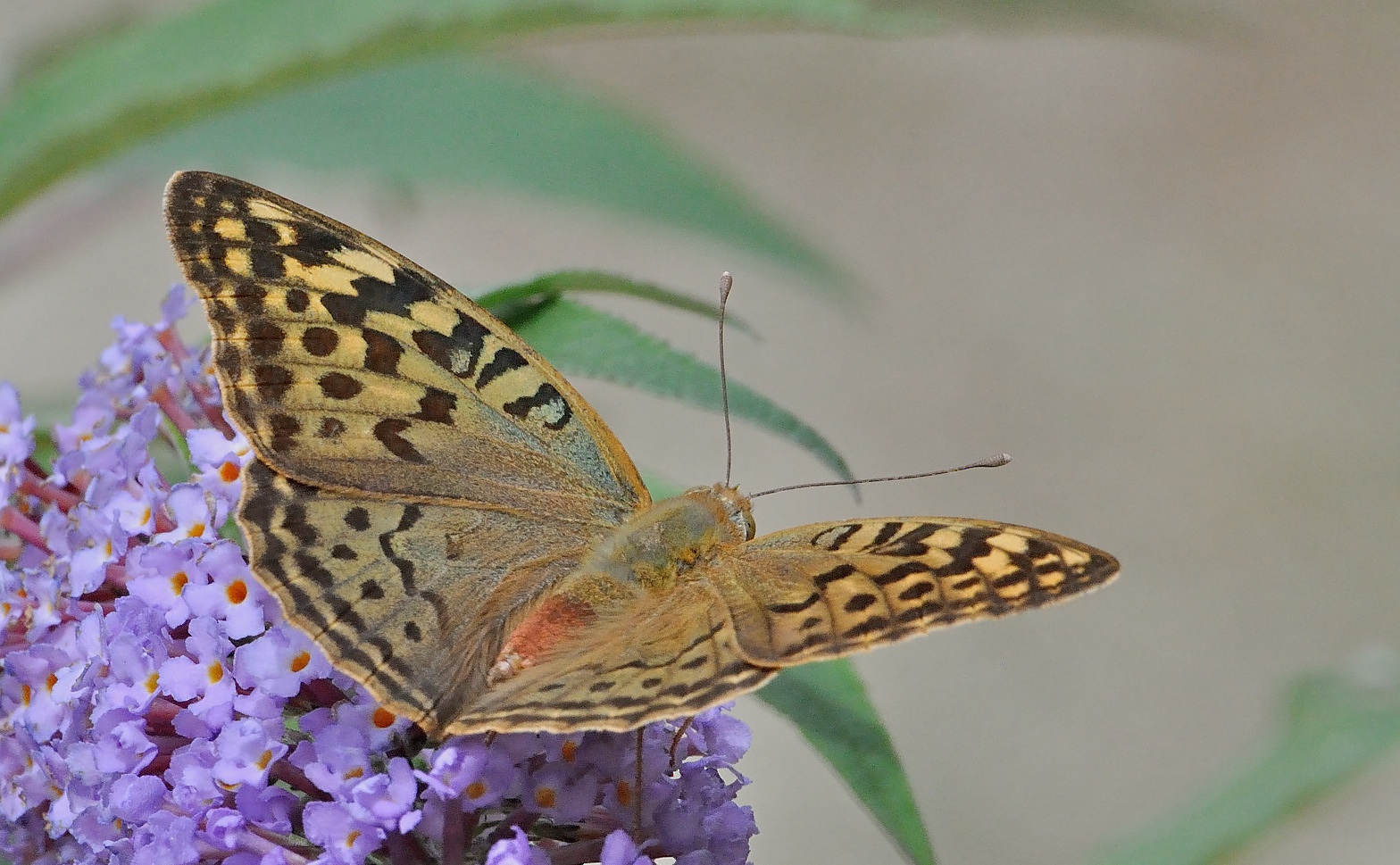 foto A054883, © Adriaan van Os, Corsavy 13-09-2019, altitud 800 m, ♀ Argynnis pandora