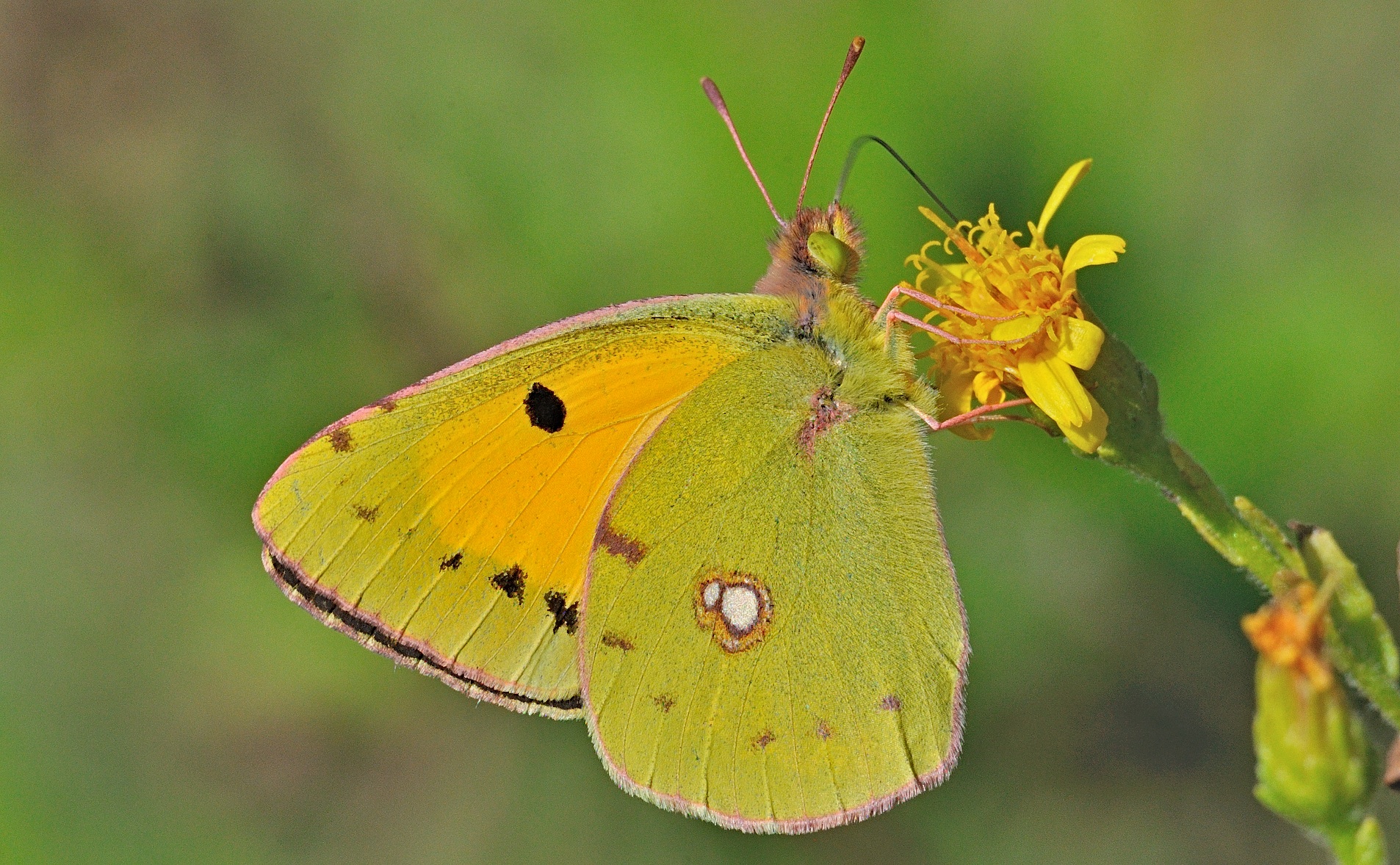 photo A063089, © Adriaan van Os, Oliva, Spanje 26-10-2019, ♀ Colias croceus