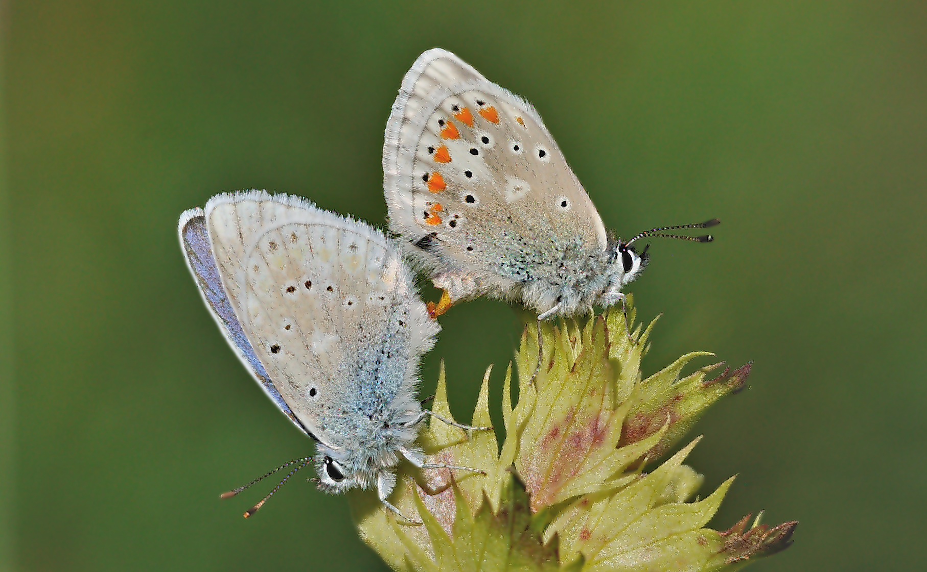 foto A066978, © Adriaan van Os, Corsavy 12-06-2020, hoogte 1350 m, Polyommatus dorylas, paring