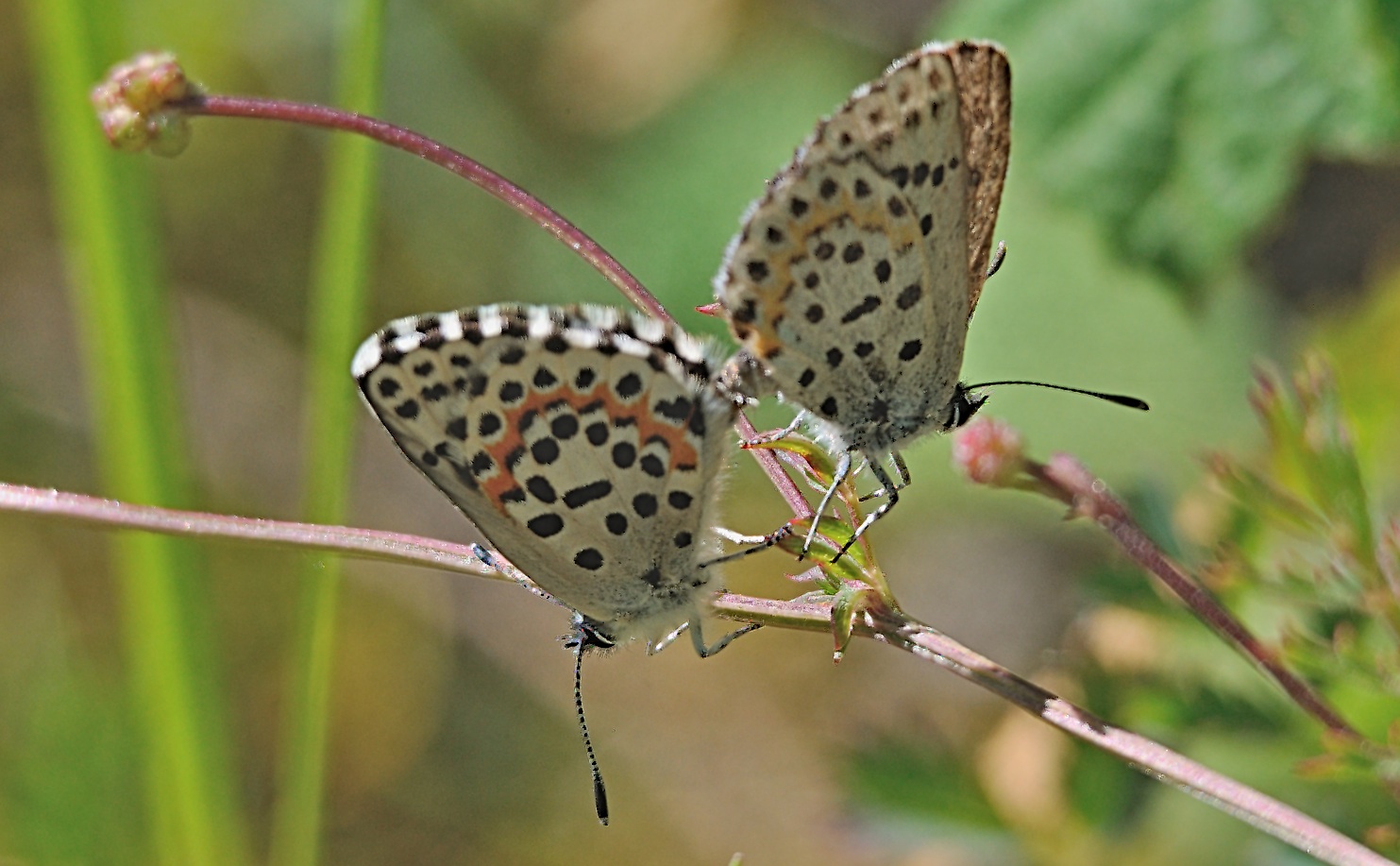 Foto A067410, © Adriaan van Os, Sahorre 22-06-2020, Hhe 900 m, Scolitantides orion, Copula