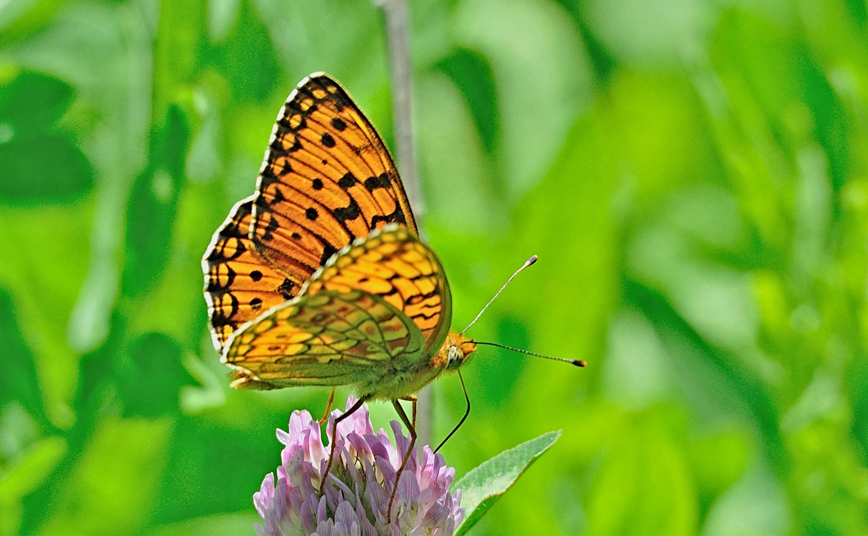 photo A067463, © Adriaan van Os, Py 22-06-2020, altitude 1385 m, ♂ Argynnis niobe f. eris