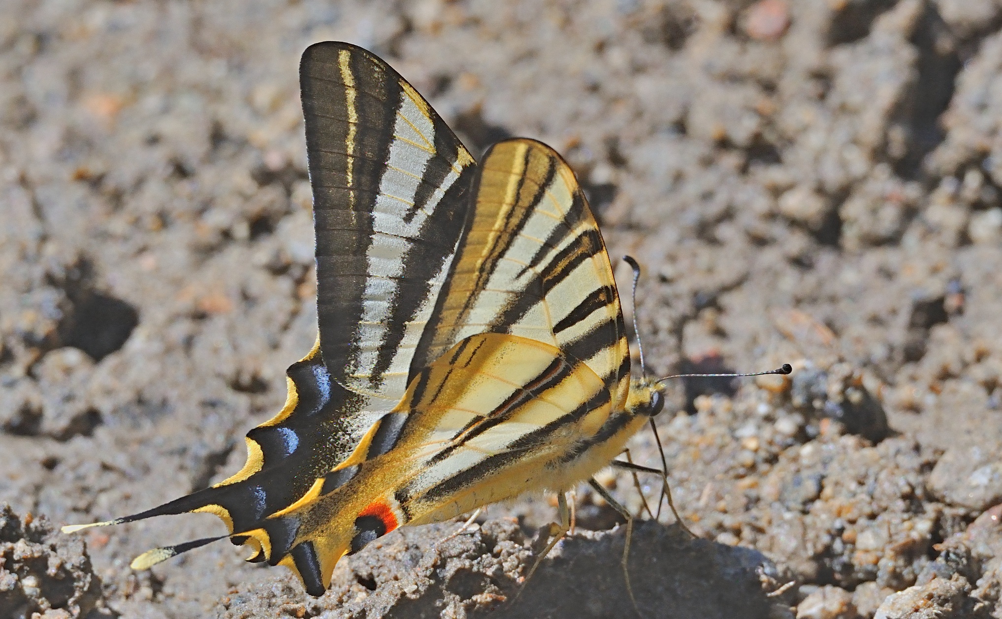 foto A068734, © Adriaan van Os, Sahorre 04-07-2020, altitud 750 m, ♂ Iphiclides feisthamelii