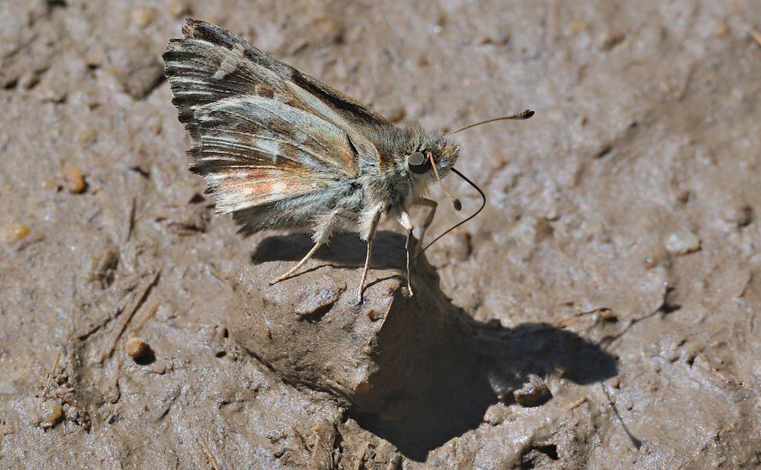 Foto A069044, © Adriaan van Os, Sahorre 04-07-2020, Hhe 750 m, ♂ Carcharodus floccifera