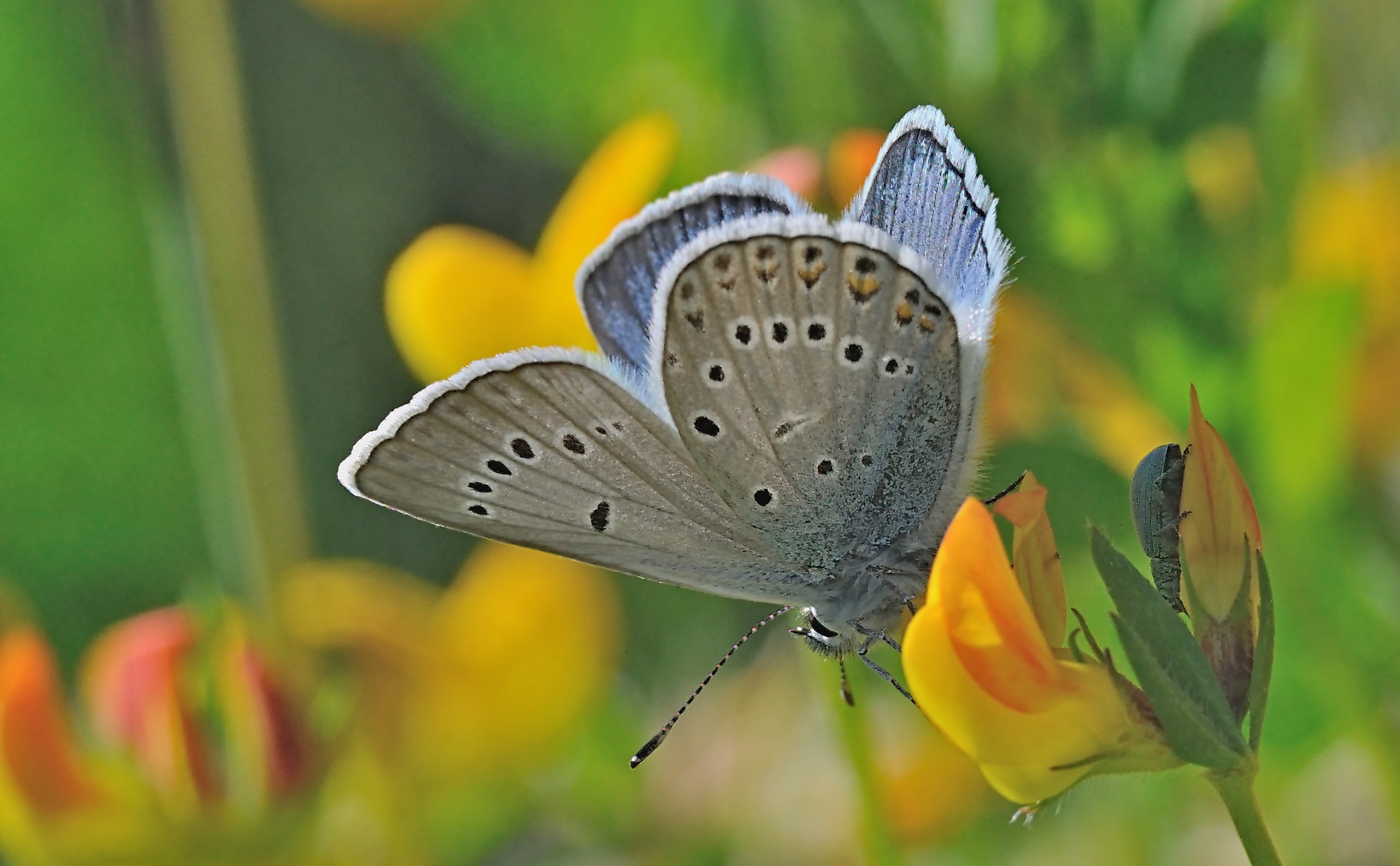 foto A069217, © Adriaan van Os, Saint-Pierre-dels-Forcats (tambin encontrado en Corsavy-Montferrer) 05-07-2020, altitud 1525 m, ♂ Polyommatus amandus