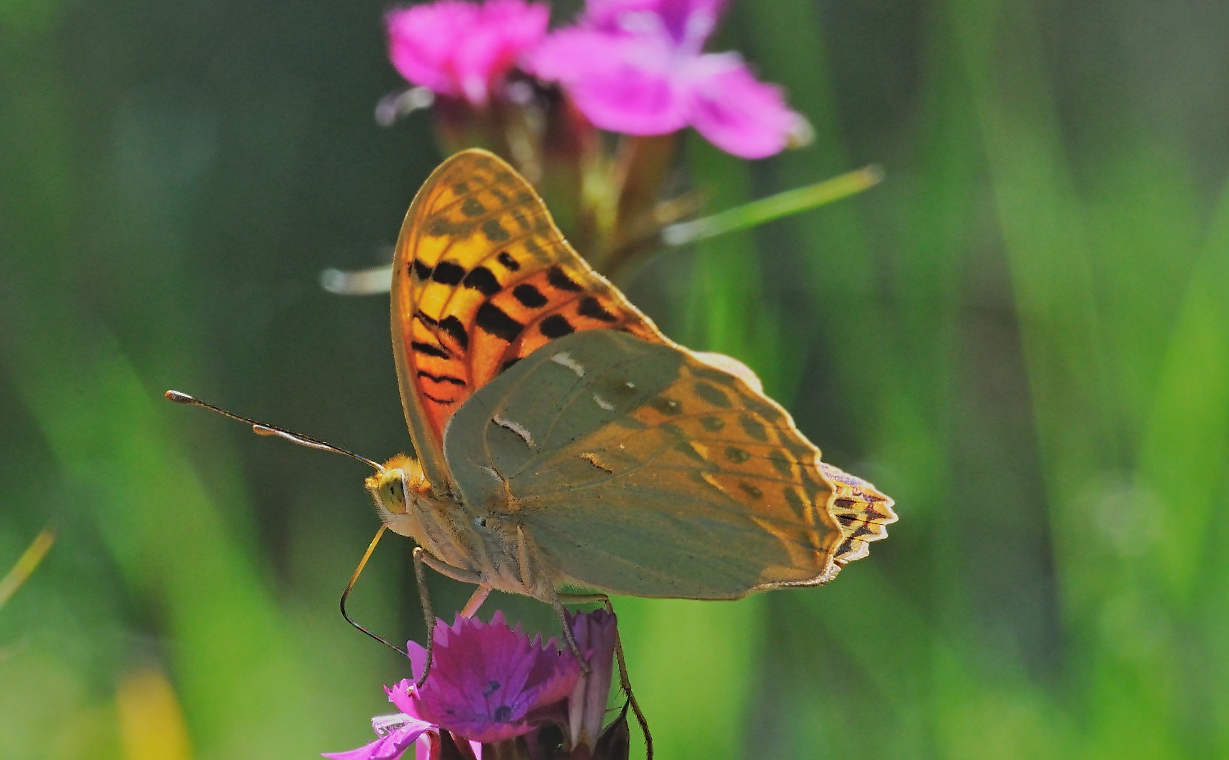 foto A069300, © Adriaan van Os, Corsavy 06-07-2020, altitud 800 m, ♂ Argynnis pandora