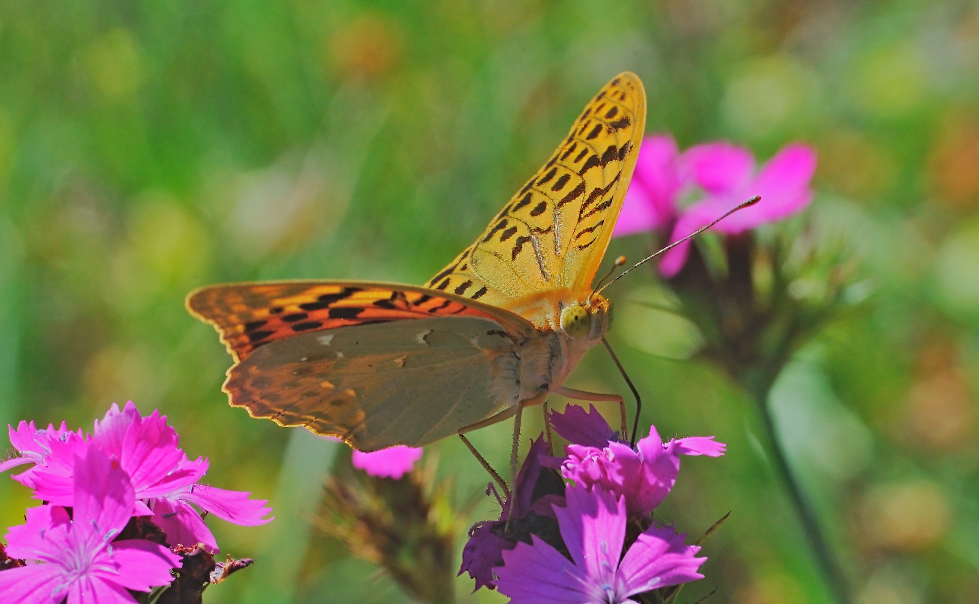 photo A069350, © Adriaan van Os, Corsavy 06-07-2020, altitude 800 m, ♂ Argynnis pandora