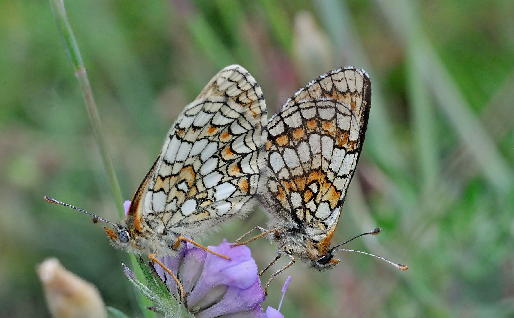 photo A069626, © Adriaan van Os, Corsavy 14-07-2020, altitudo 1350 m, Melitaea parthenoides ?, copulatio