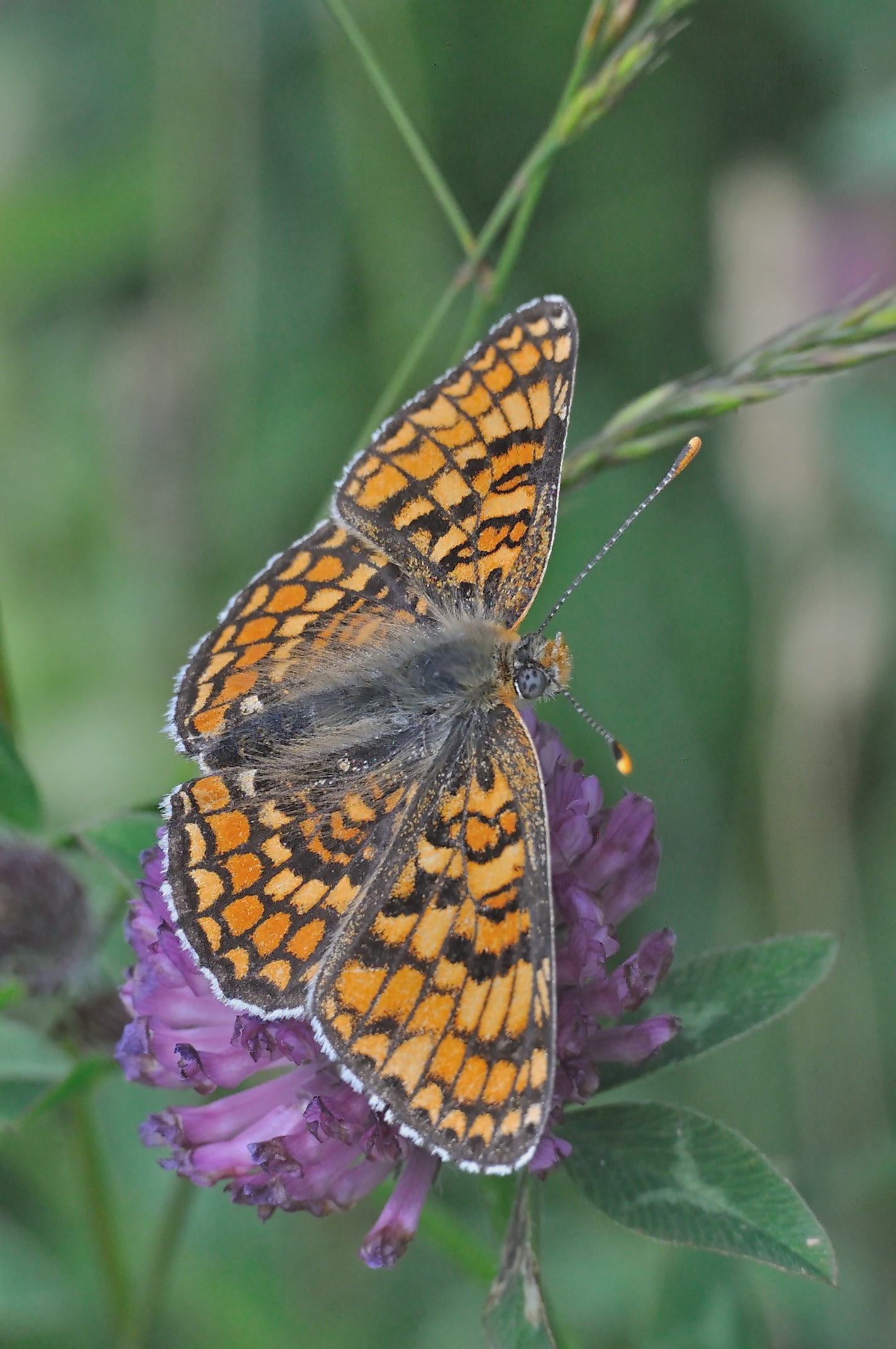 photo A069640, © Adriaan van Os, Corsavy 14-07-2020, altitude 1350 m, Melitaea phoebe