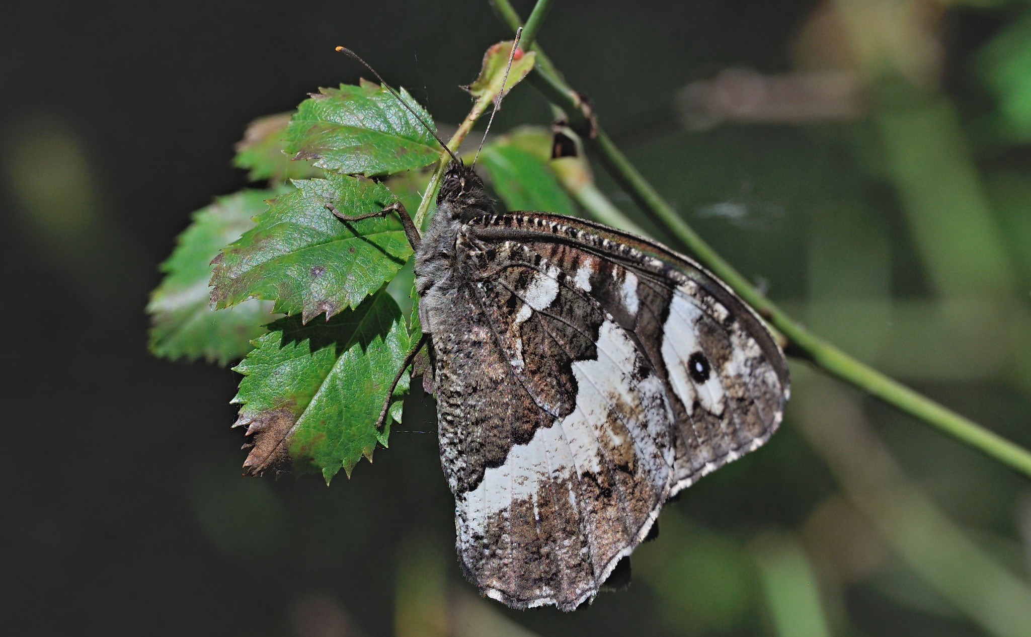 Foto A069718, © Adriaan van Os, Evol 17-07-2020, Hhe 850 m, Brintesia circe