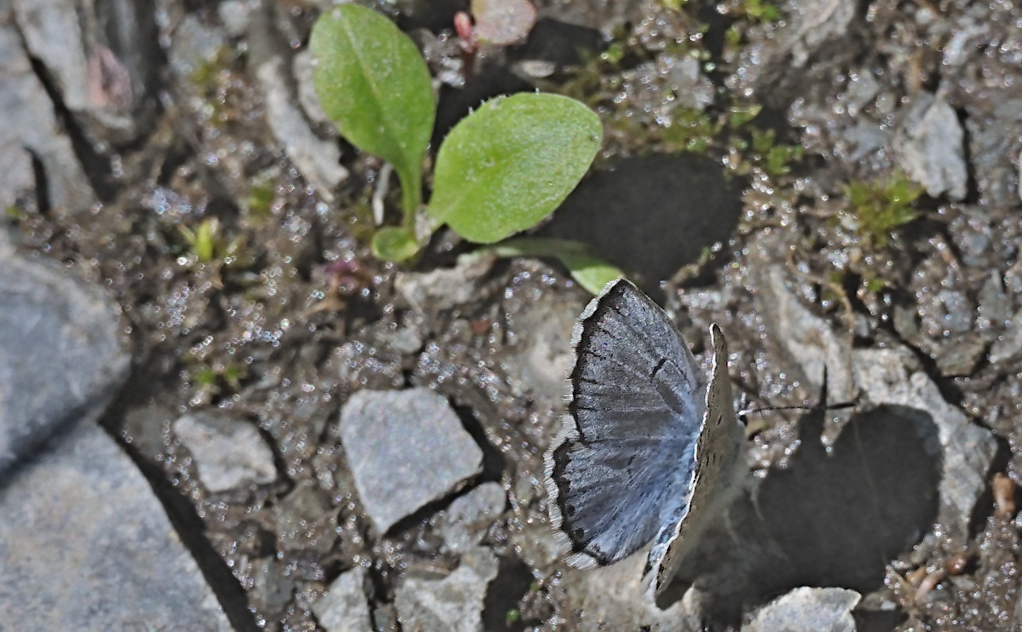 foto A069845, © Adriaan van Os, Evol 17-07-2020, altitud 850 m, ♂ Pseudophilotes baton panoptes