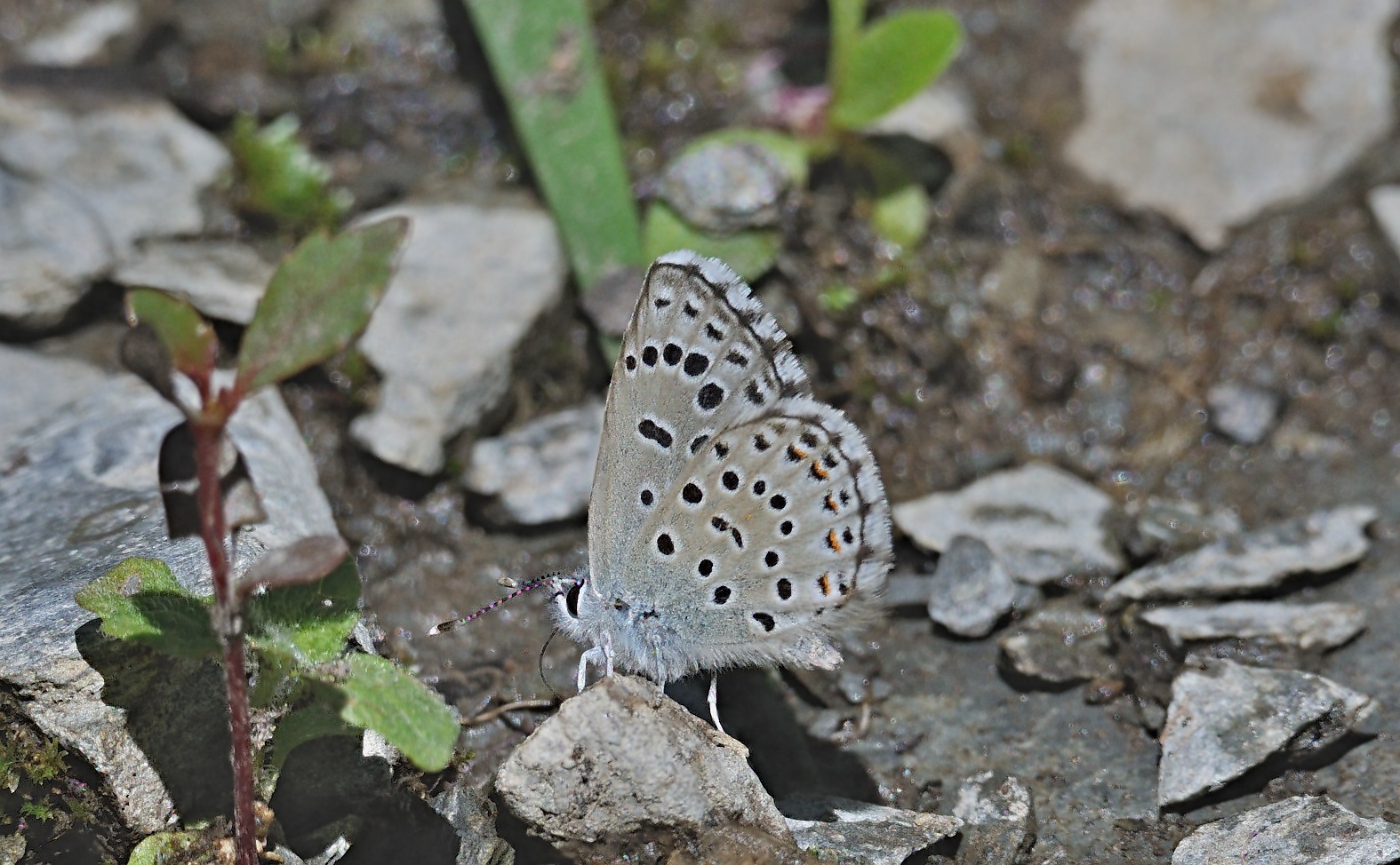 foto A069858, © Adriaan van Os, Evol 17-07-2020, altitud 850 m, ♂ Pseudophilotes baton panoptes