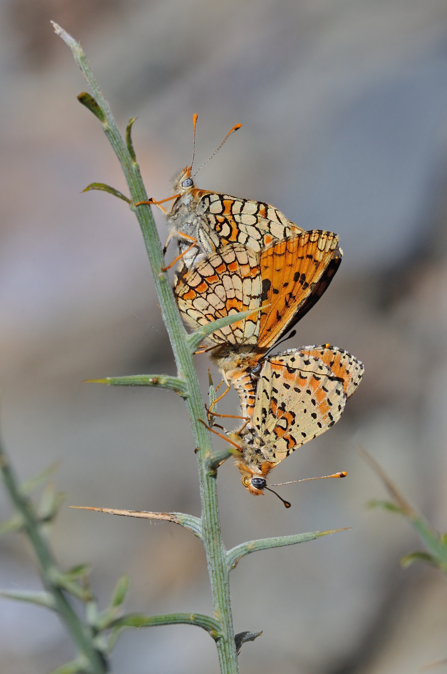 photo A069921, © Adriaan van Os, Evol 17-07-2020, altitudo 850 m, Melitaea parthenoides (supra) cum Melitaea didyma (infra), copulatio