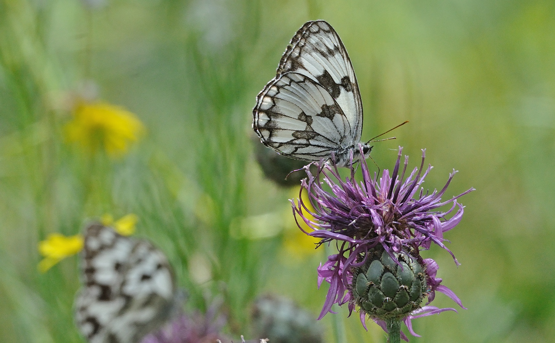 photo A070520, © Adriaan van Os, Evol 19-07-2020, altitude 850 m, Melanargia lachesis