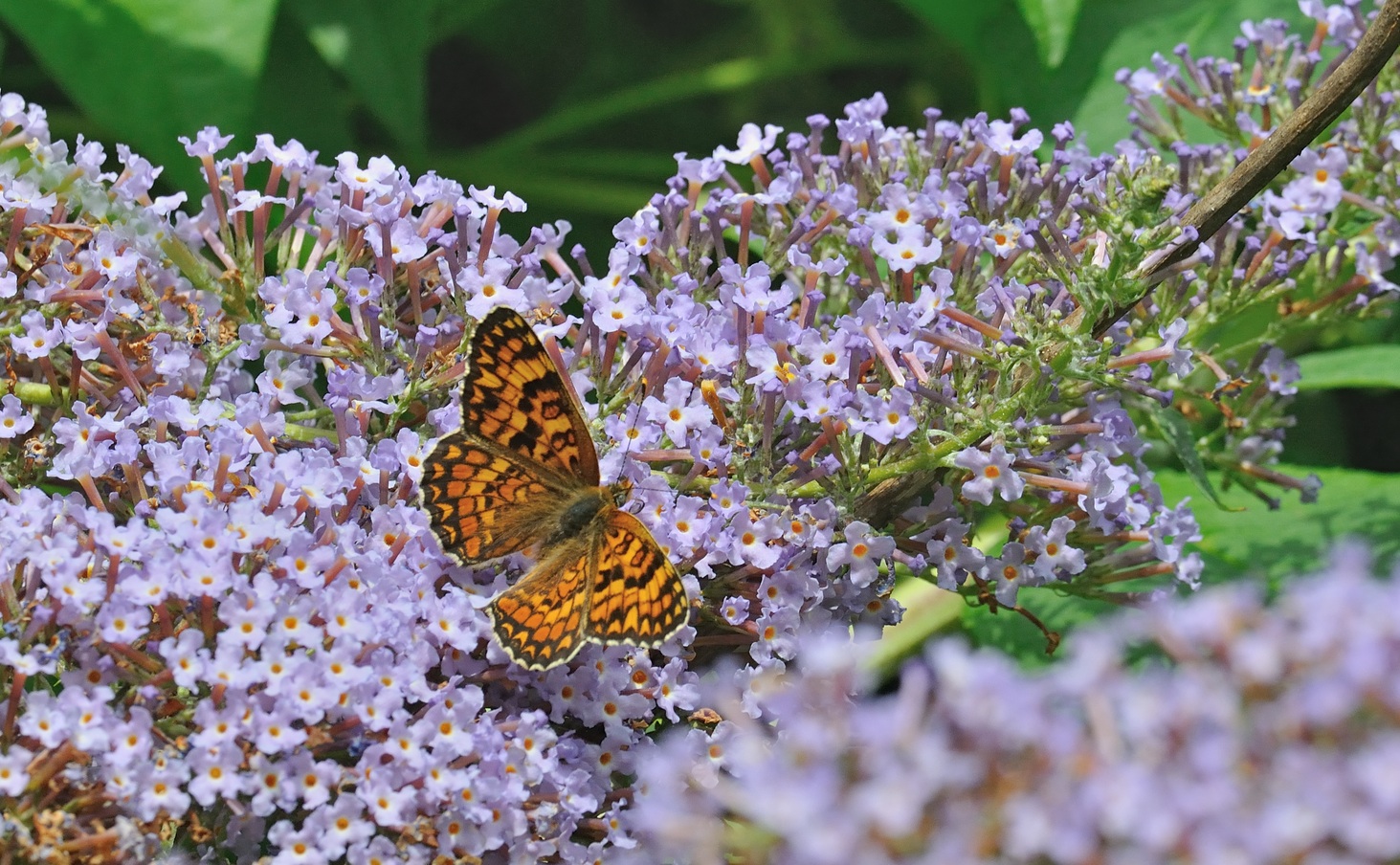 photo A074198, © Adriaan van Os, Coustouges 06-07-2023, altitude 800 m, Melitaea phoebe