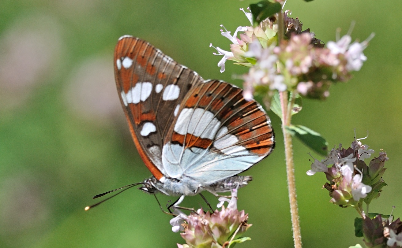 photo A074434, © Adriaan van Os, Coustouges 28-07-2023, altitude 800 m, Limenitis reducta