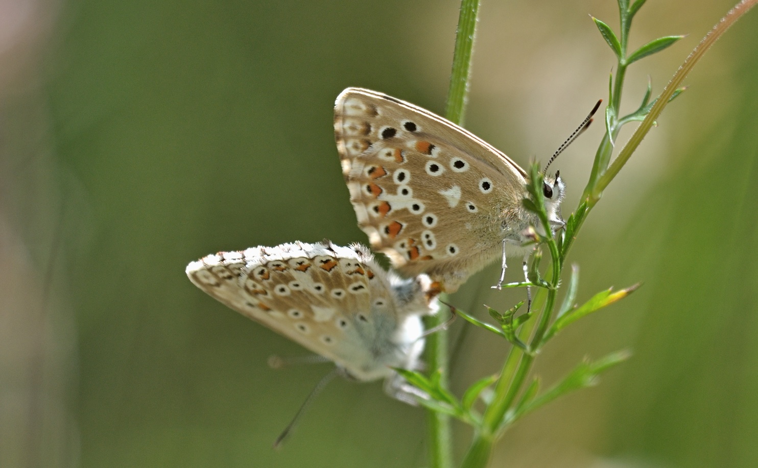 photo A074481, © Adriaan van Os, Coustouges 06-08-2023, altitude 800 m, Polyommatus coridon, mating