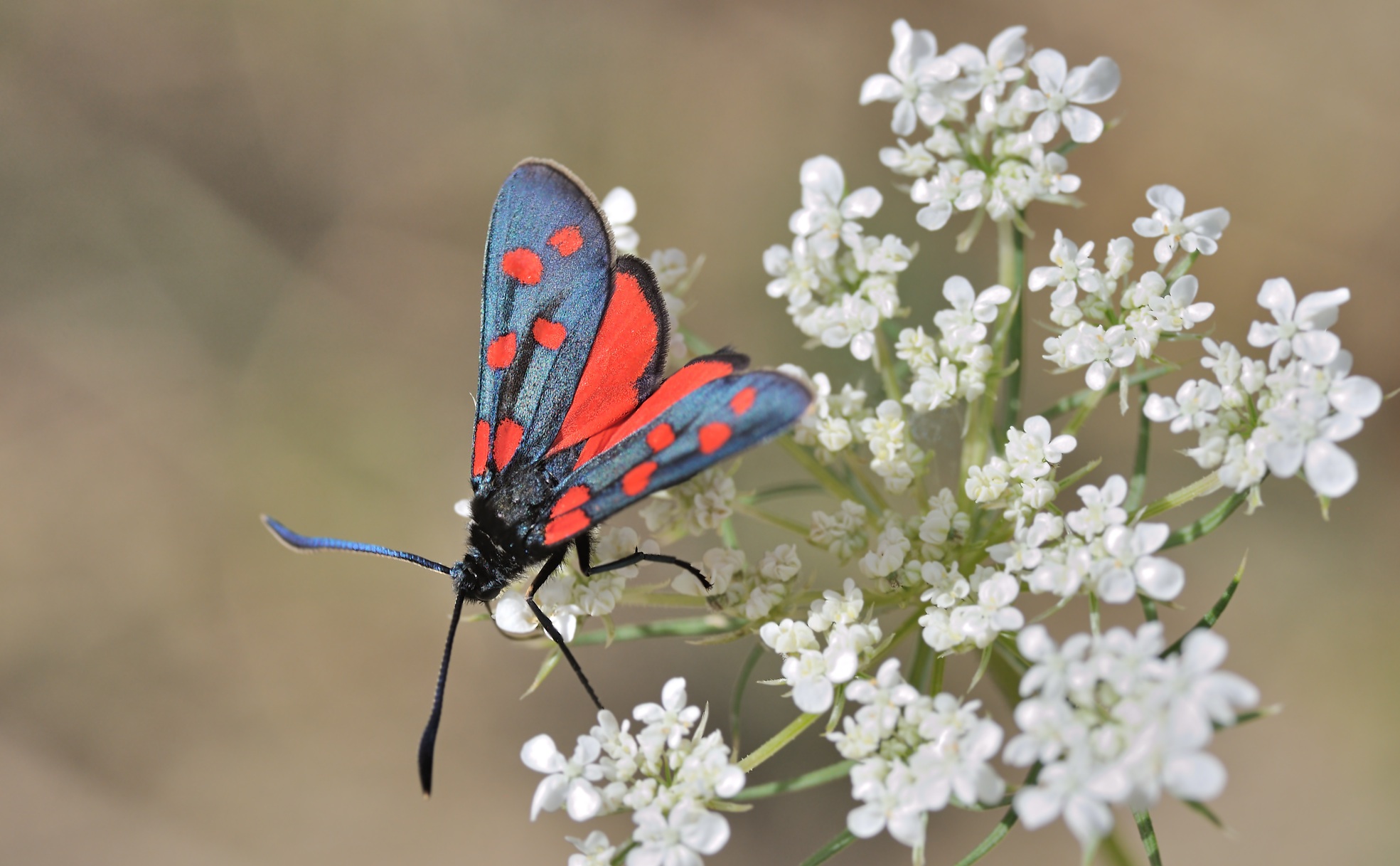 Foto A074659, © Adriaan van Os, Coustouges 11-09-2023, Hhe 800 m, Zygaena transalpina ?