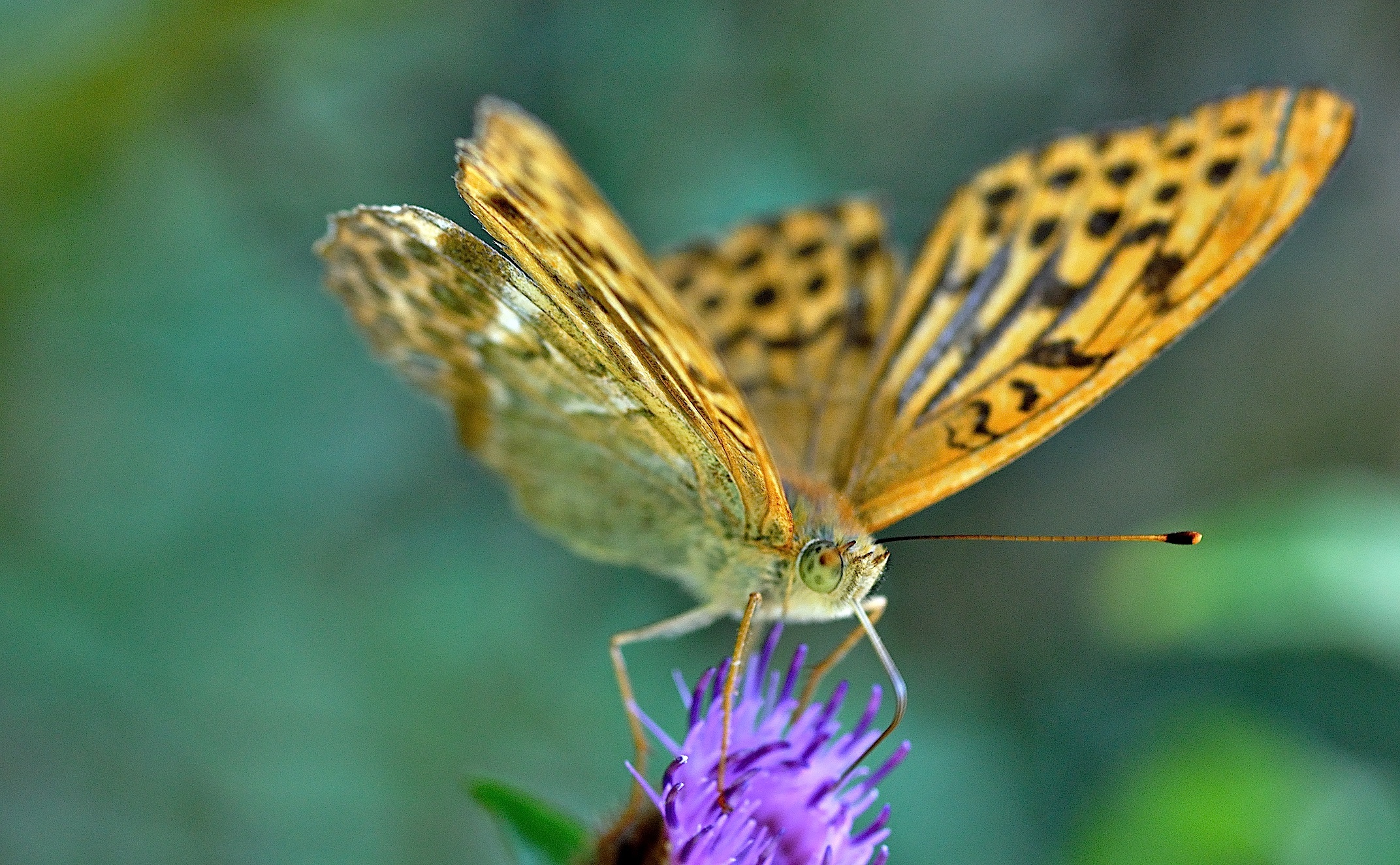 photo B033763, © Adriaan van Os, Corsavy 24-08-2017, altitude 1300 m, ♂ Argynnis paphia