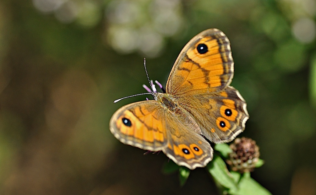 photo B033789, © Adriaan van Os, Corsavy 24-08-2017, altitude 1300 m, ♀ Lasiommata maera adrasta