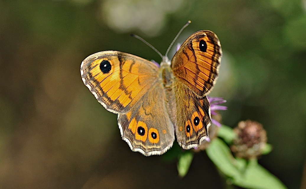 foto B033792, © Adriaan van Os, Corsavy 24-08-2017, hoogte 1300 m, ♀ Lasiommata maera adrasta