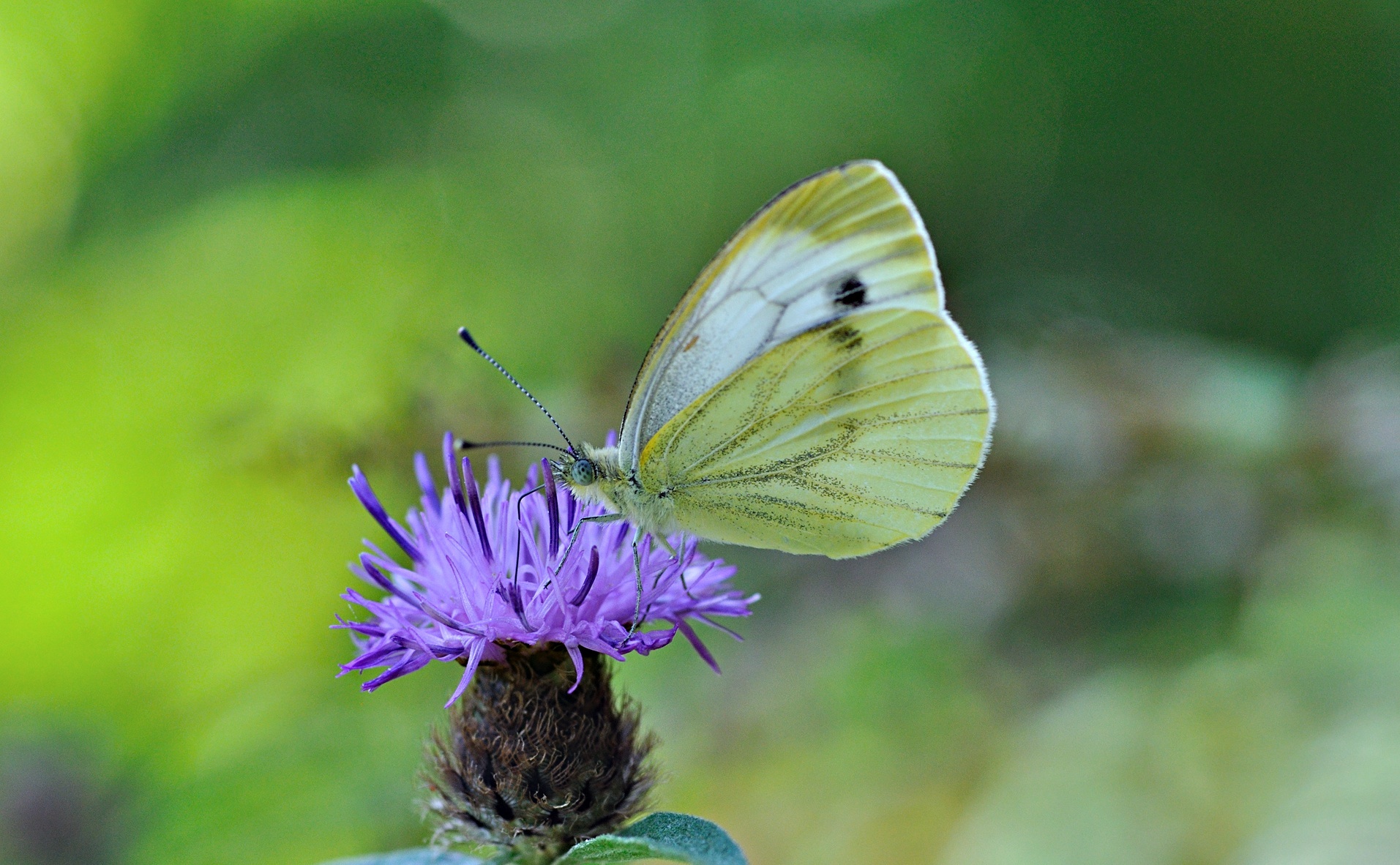 Foto B033813, © Adriaan van Os, Corsavy 24-08-2017, Hhe 1300 m, ♀ Pieris napi