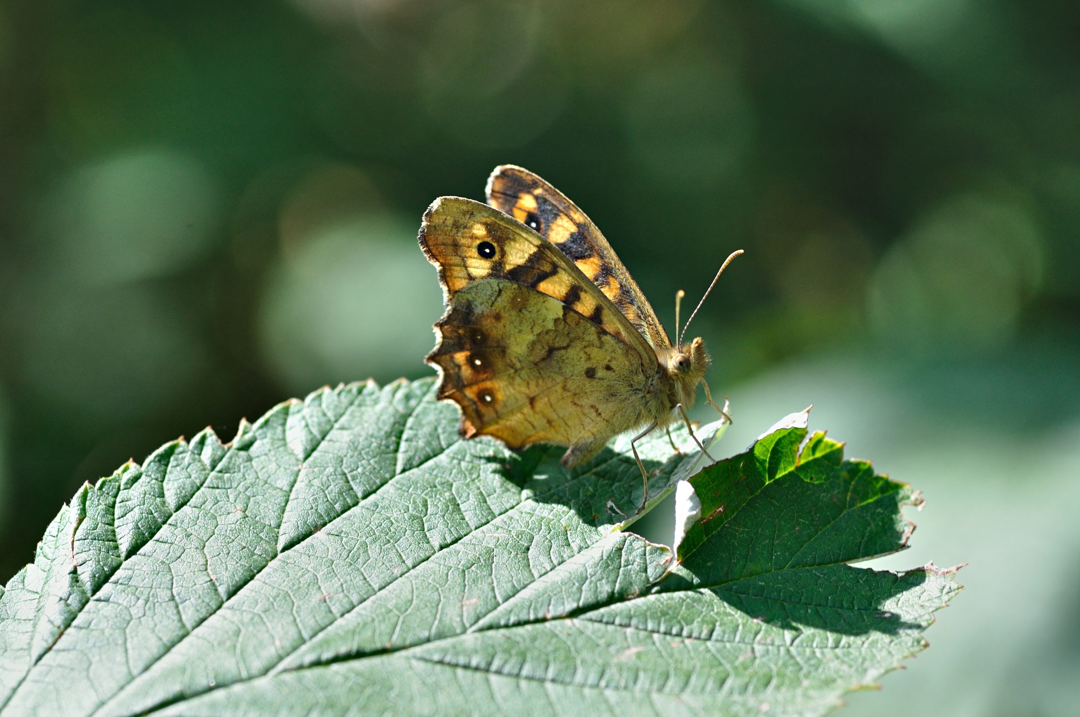 foto B033847, © Adriaan van Os, Corsavy 24-08-2017, hoogte 1300 m, Pararge aegeria