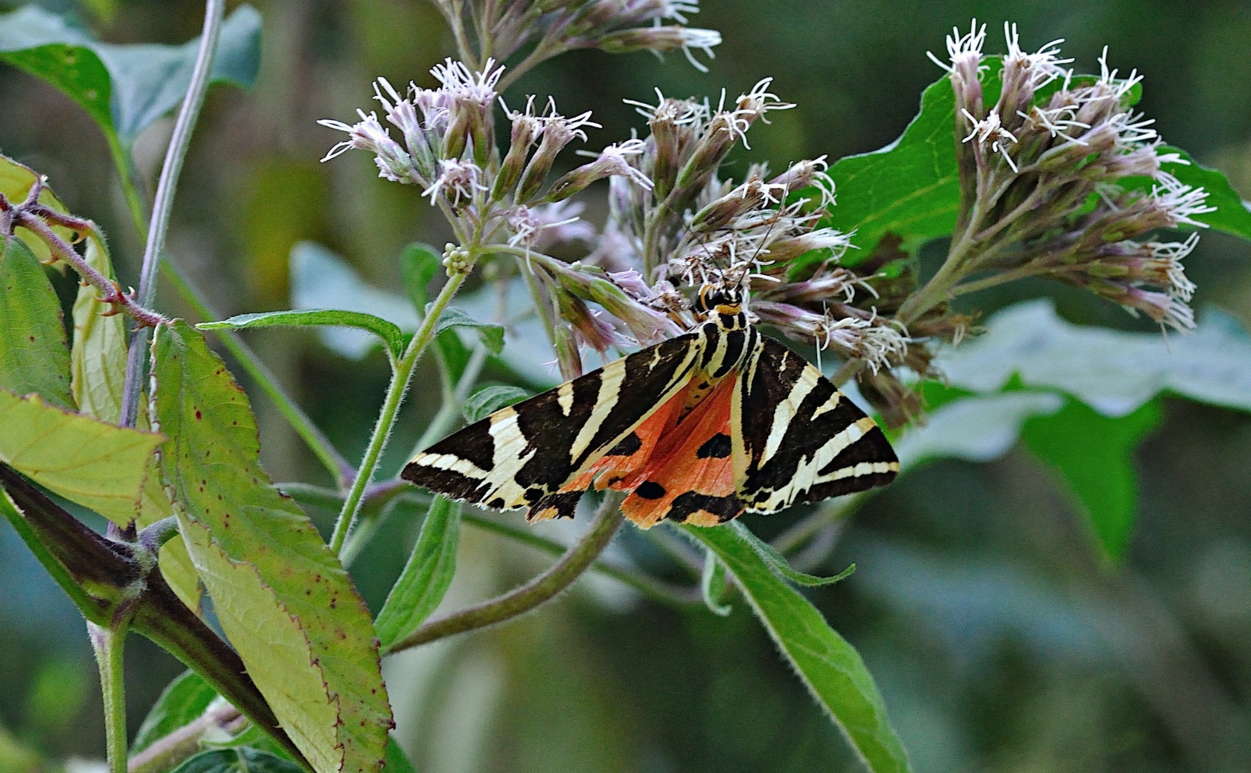 foto B033990, © Adriaan van Os, Montferrer 24-08-2017, altitud 800 m, Euplagia quadripunctaria