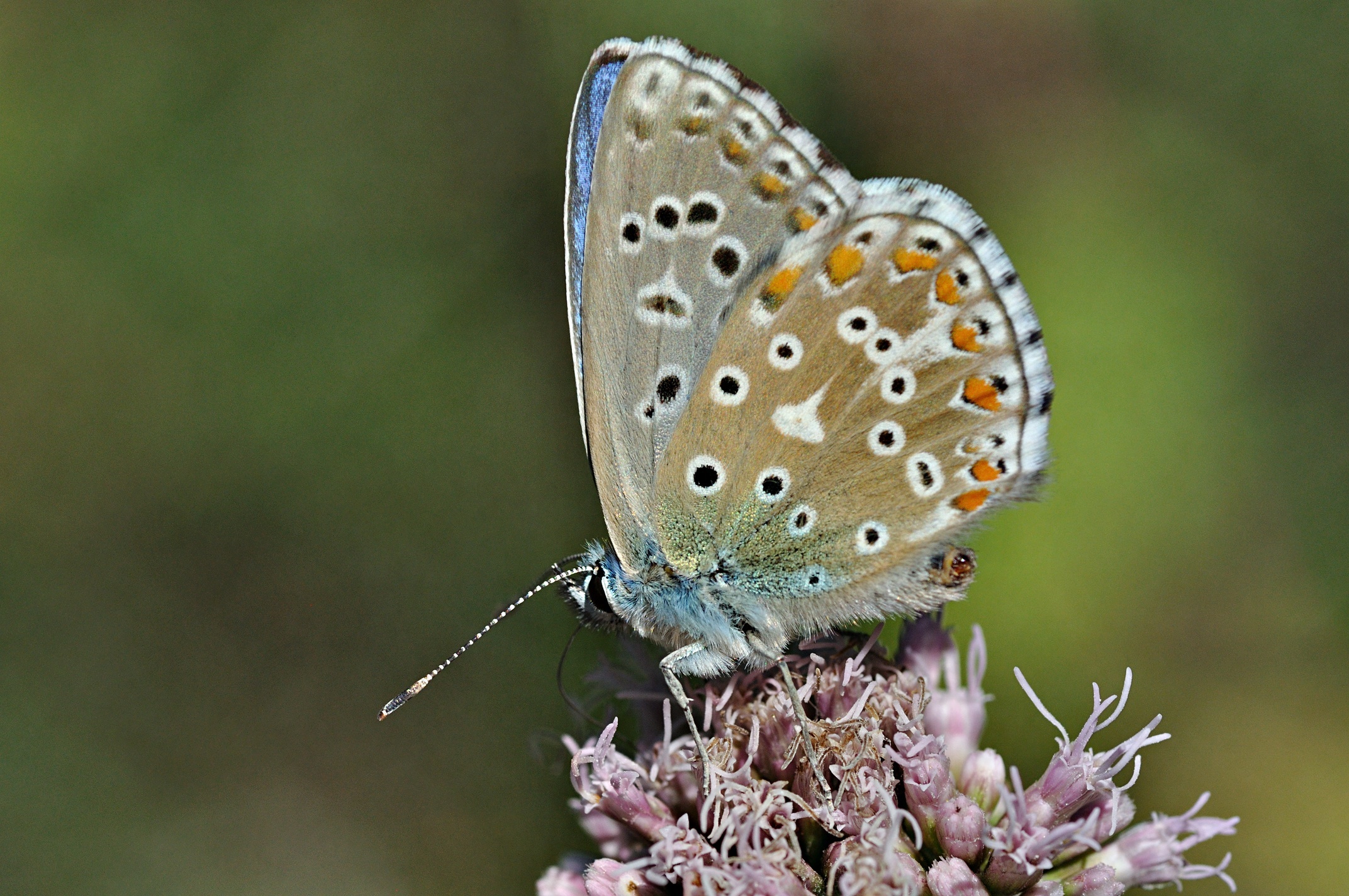 photo B034002, © Adriaan van Os, Montferrer 24-08-2017, altitude 800 m, ♂ Polyommatus bellargus