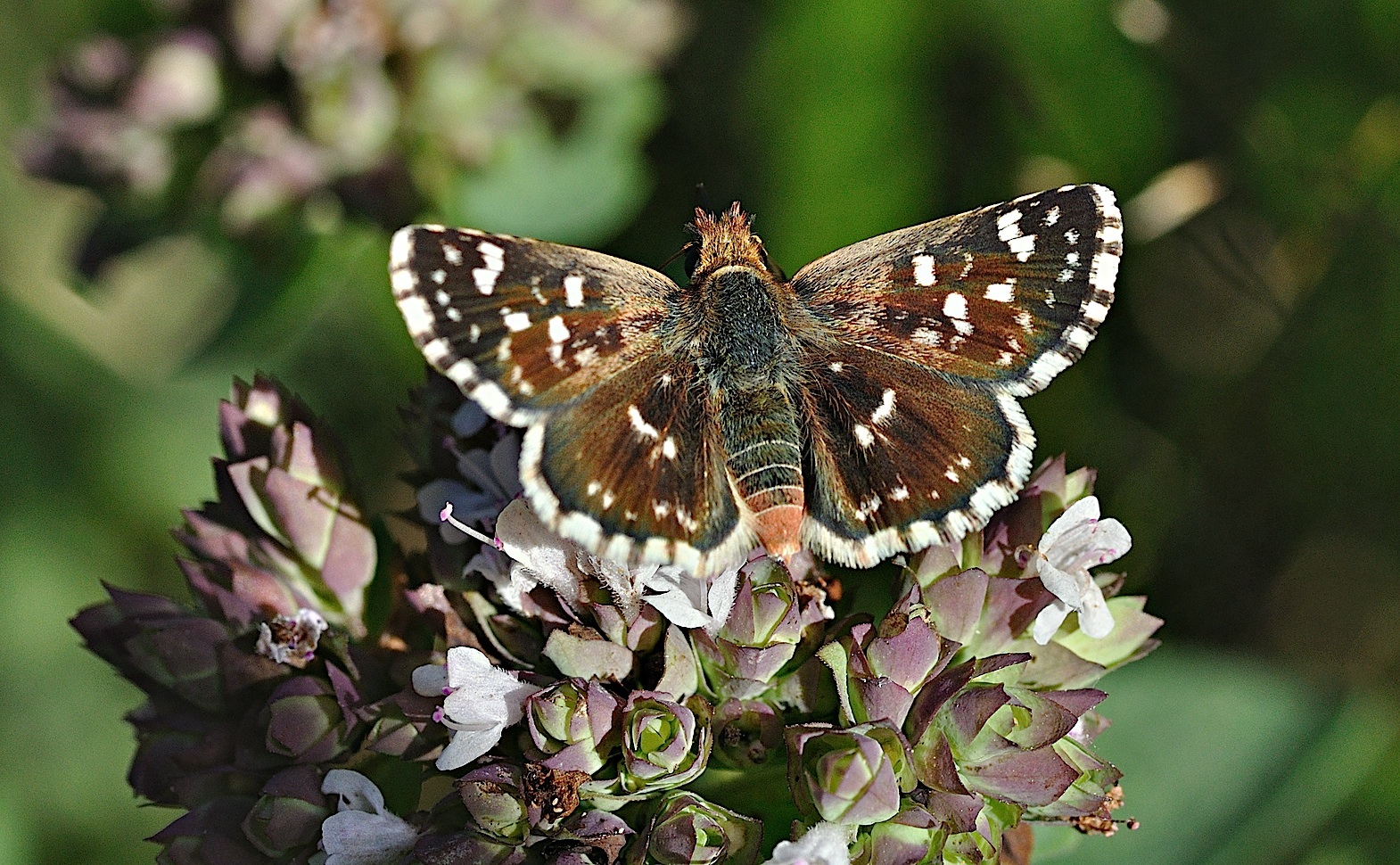 Foto B034014, © Adriaan van Os, Montferrer 24-08-2017, Hhe 800 m, ♂ Spialia sertorius