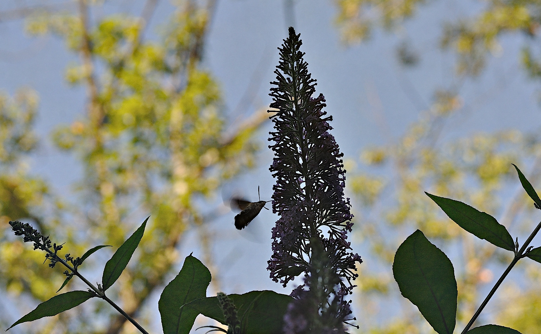 photo B034126, © Adriaan van Os, Montferrer 24-08-2017, altitudo 800 m, Macroglossum stellatarum